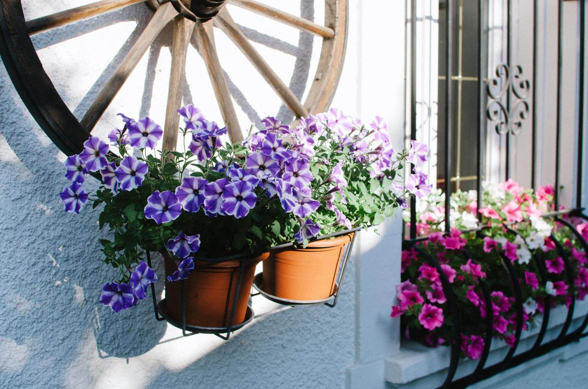 Family B&B Le Vieux Chalet