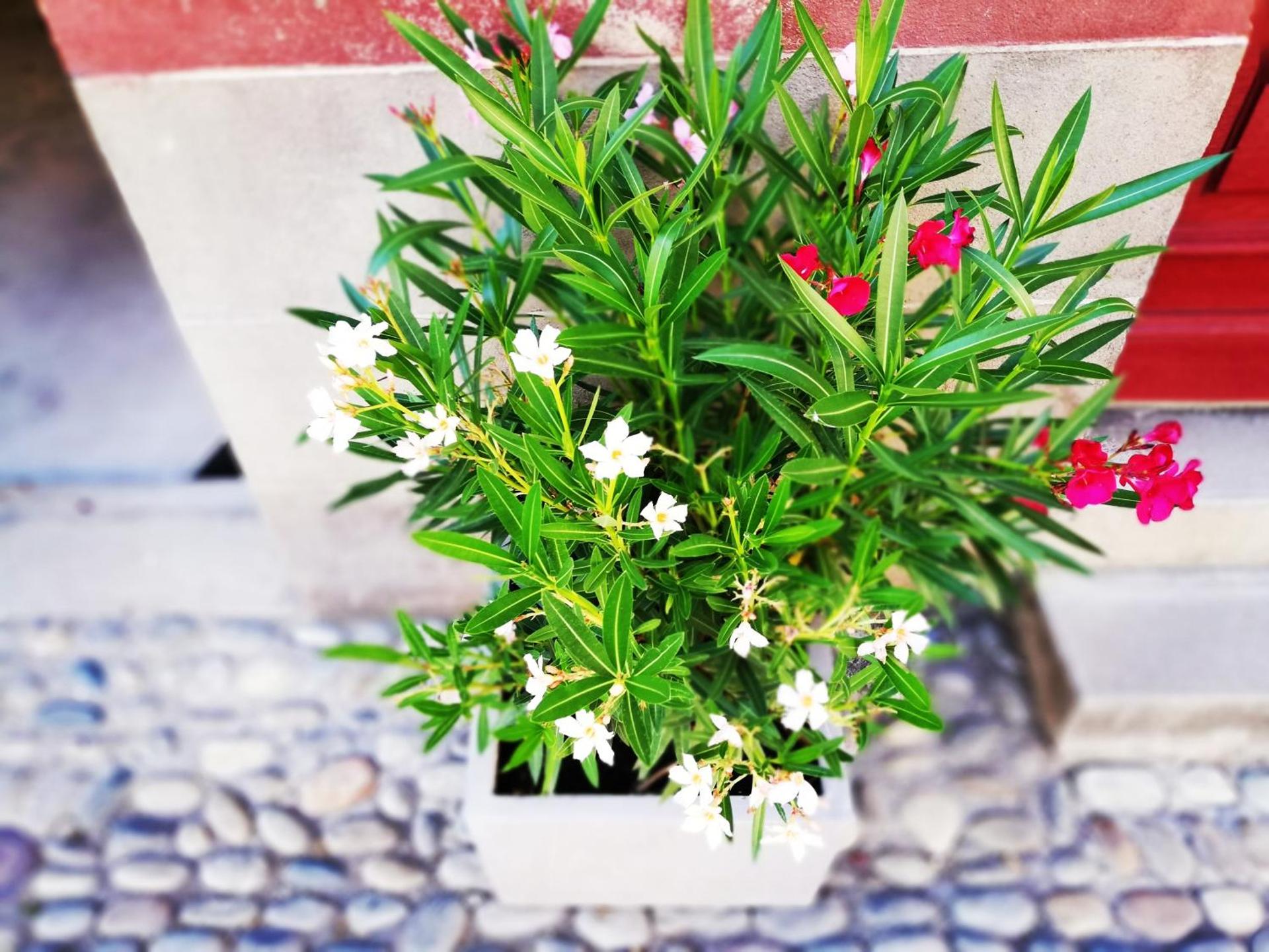 Les Insolites de Champeix