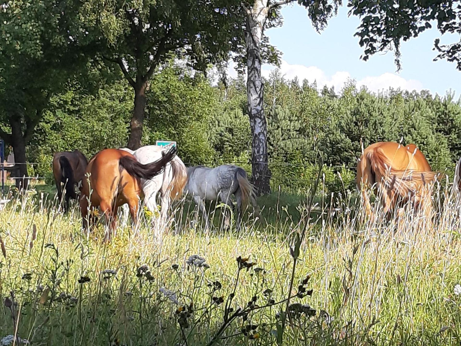 Samsara - Prawdziwa Agroturystyka