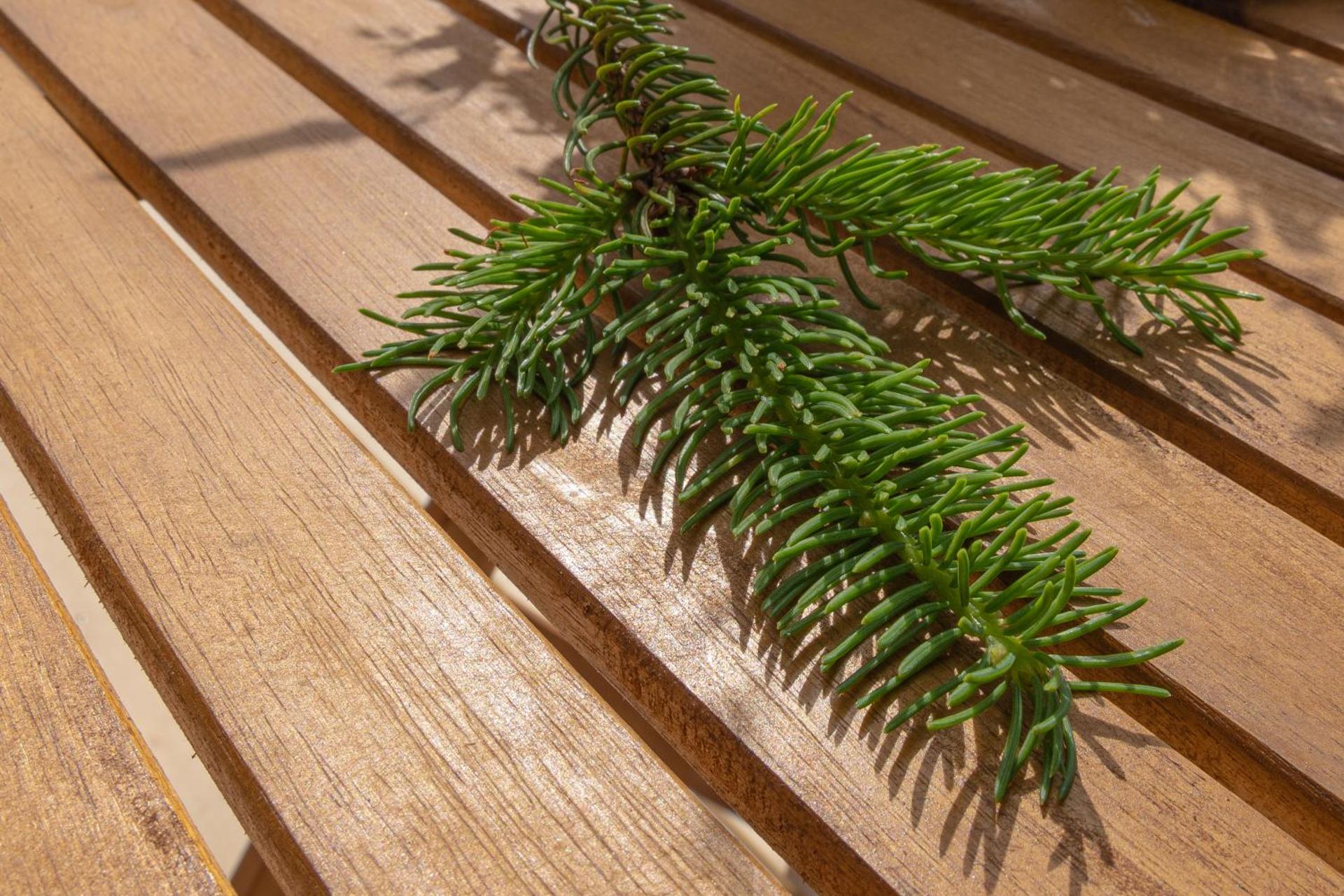 Fiechtehüsli (tiny house)