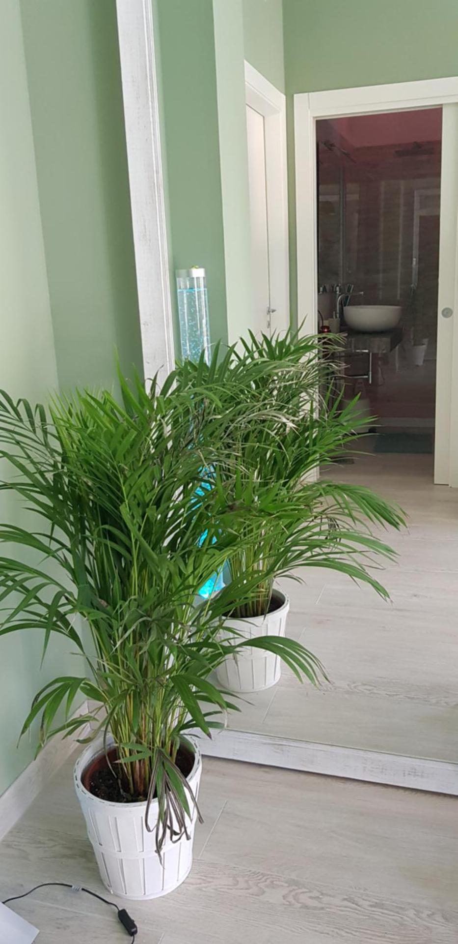 Suite MARA & Suite TEA