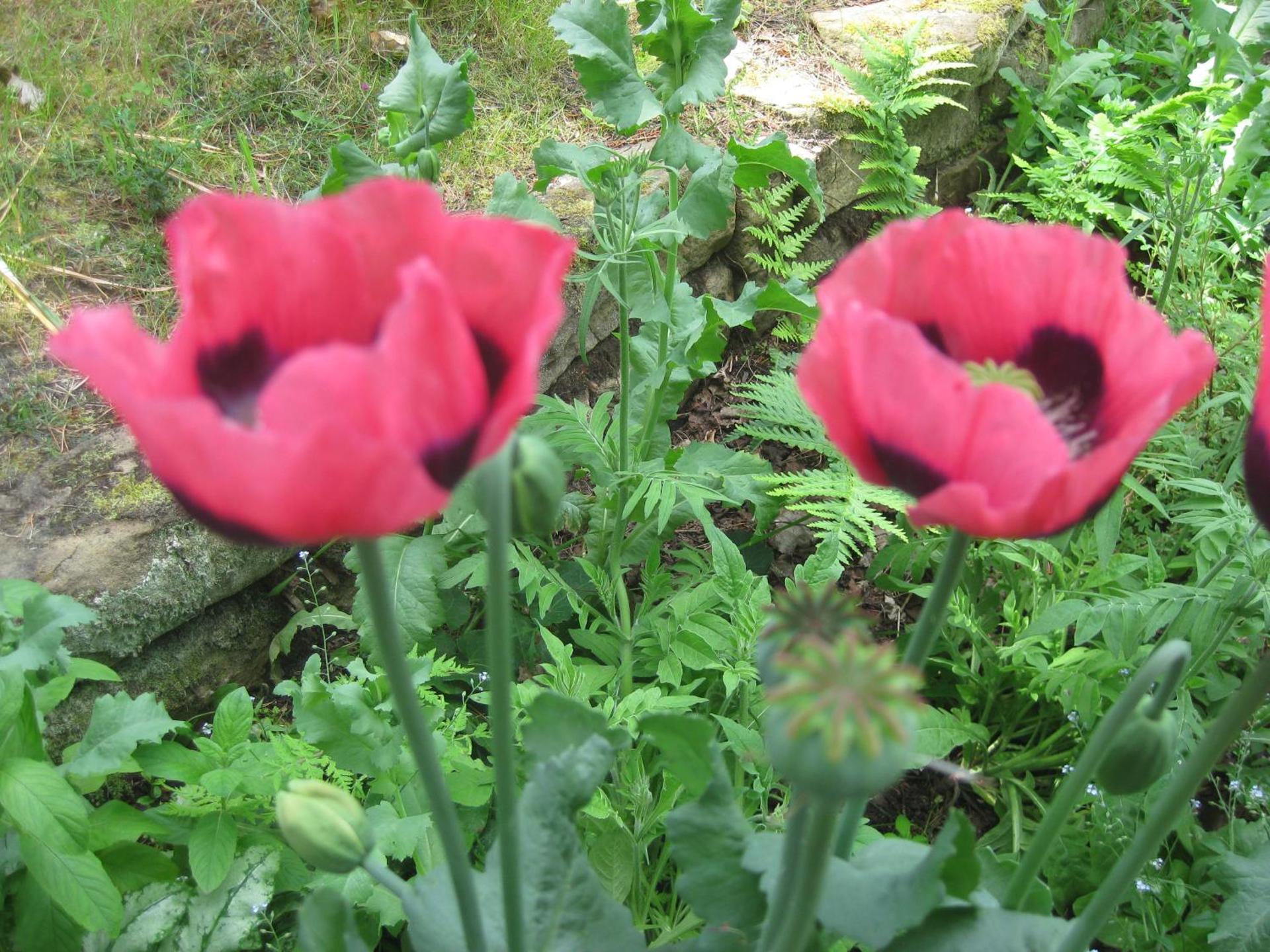 Sunflower Bed & Breakfast