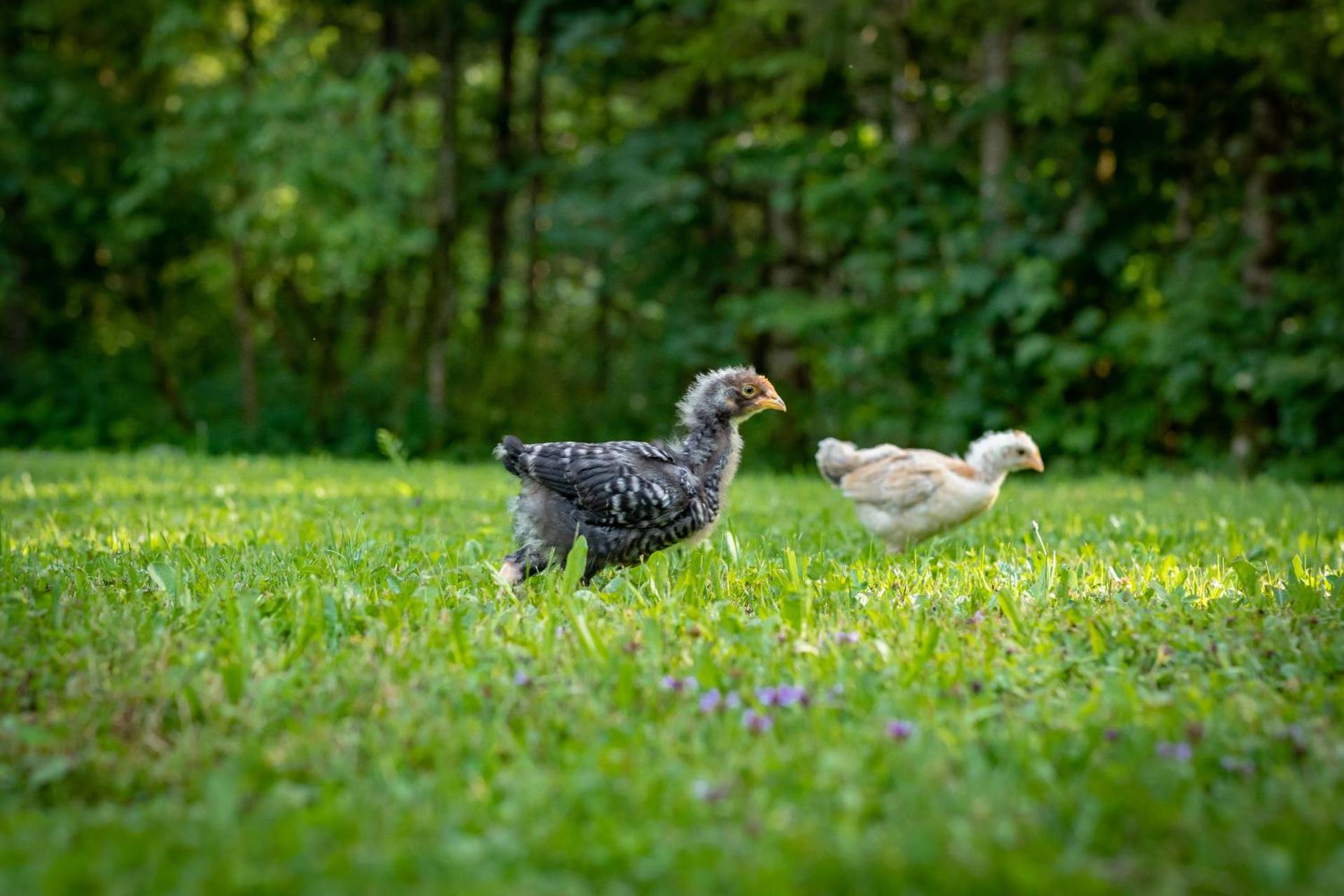 Ferienhaus Göstling