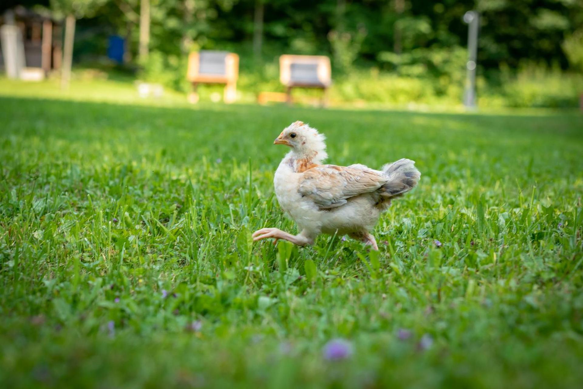 Ferienhaus Göstling