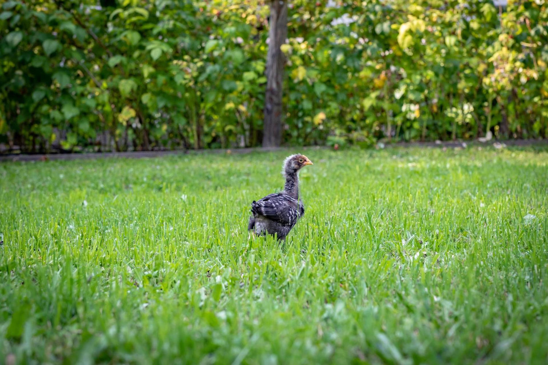 Ferienhaus Göstling
