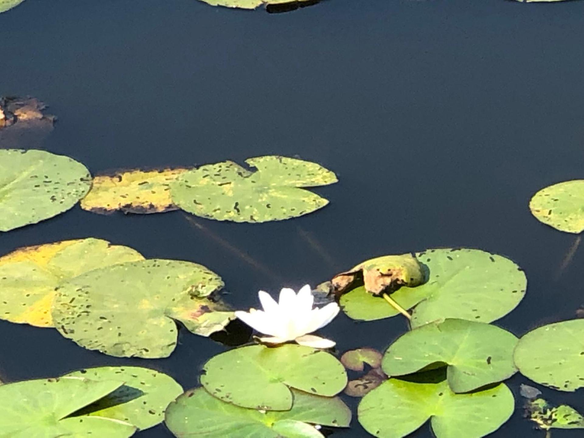 't Vosseven vakantiehuizen