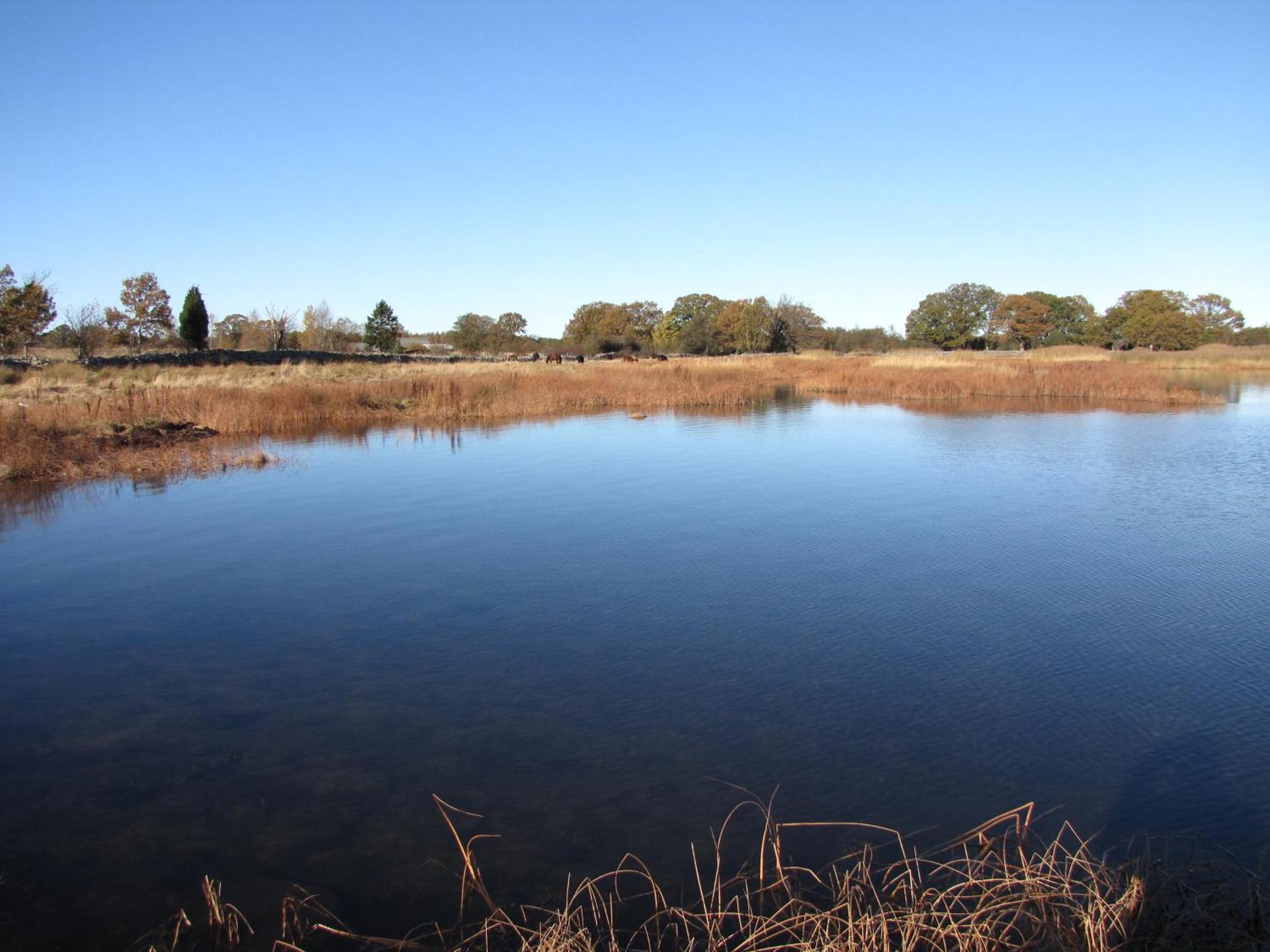 Stålemara Gård Prutgåsen