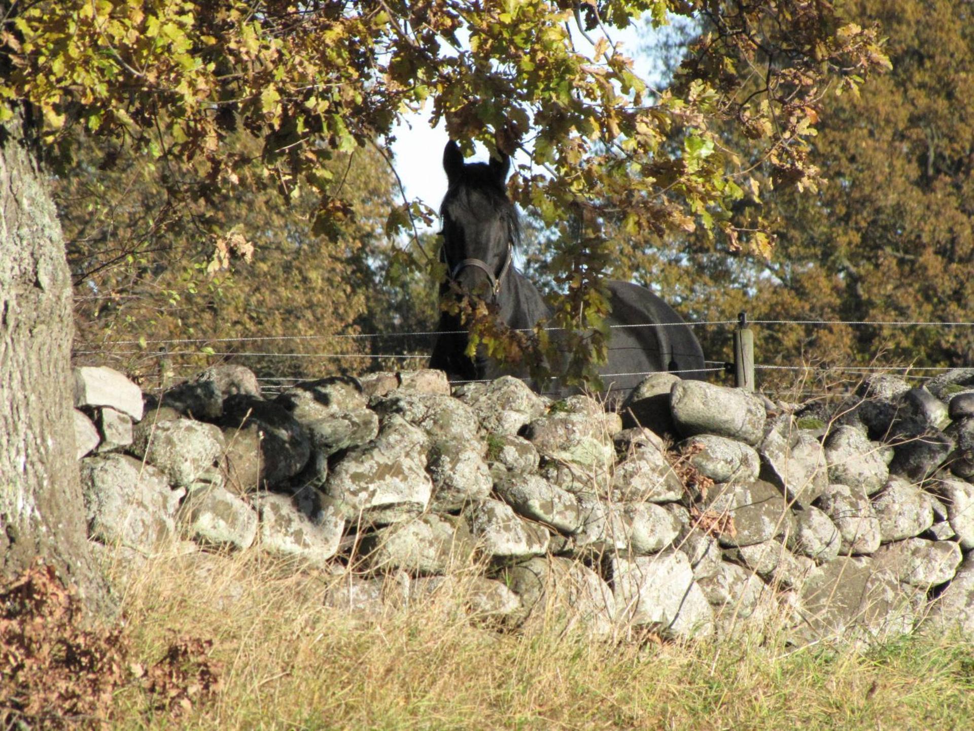 Stålemara Gård Prutgåsen
