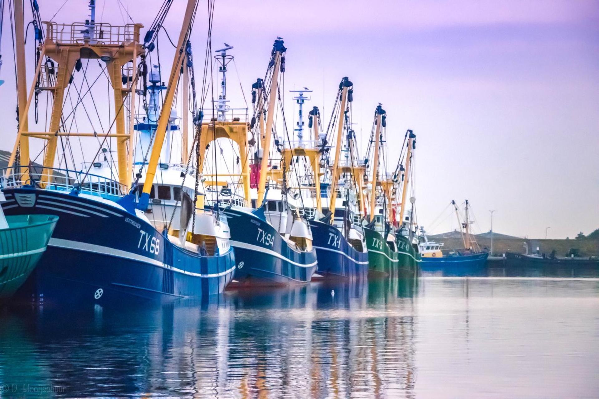 Bosruiter De Koog - Texel