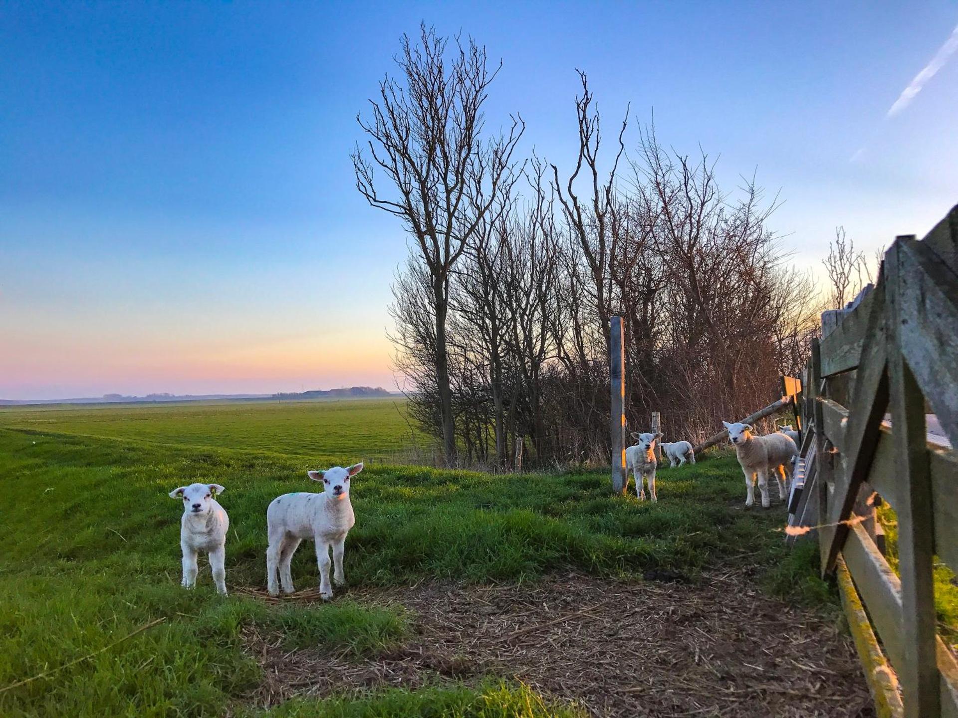 Bosruiter De Koog - Texel