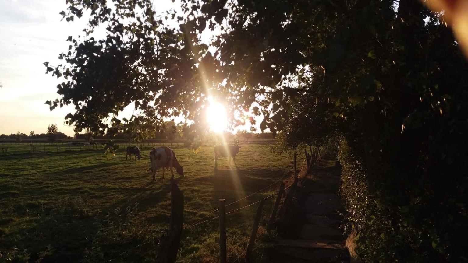 Rosy Garden in the winter