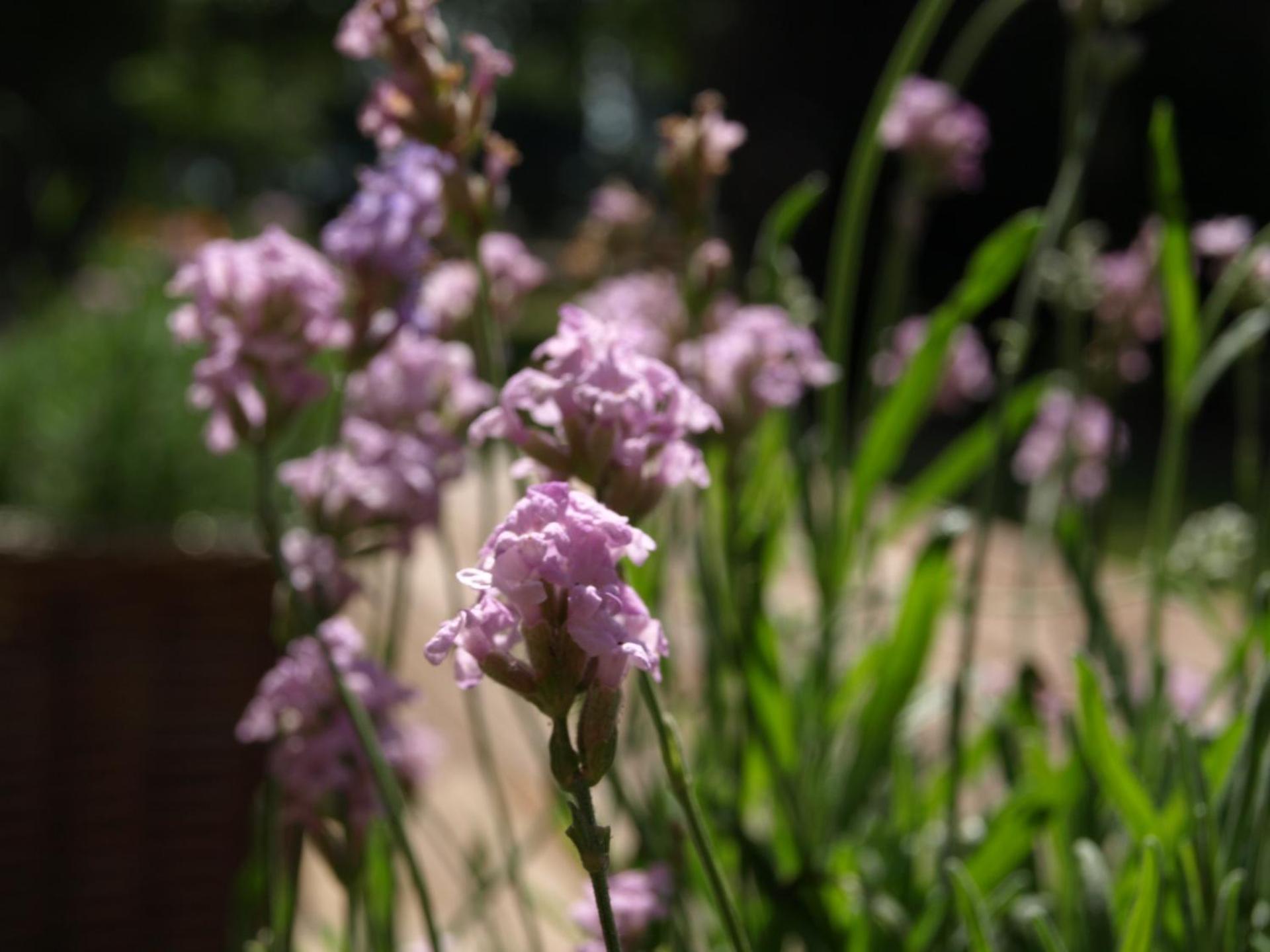 Rosy Garden in the winter