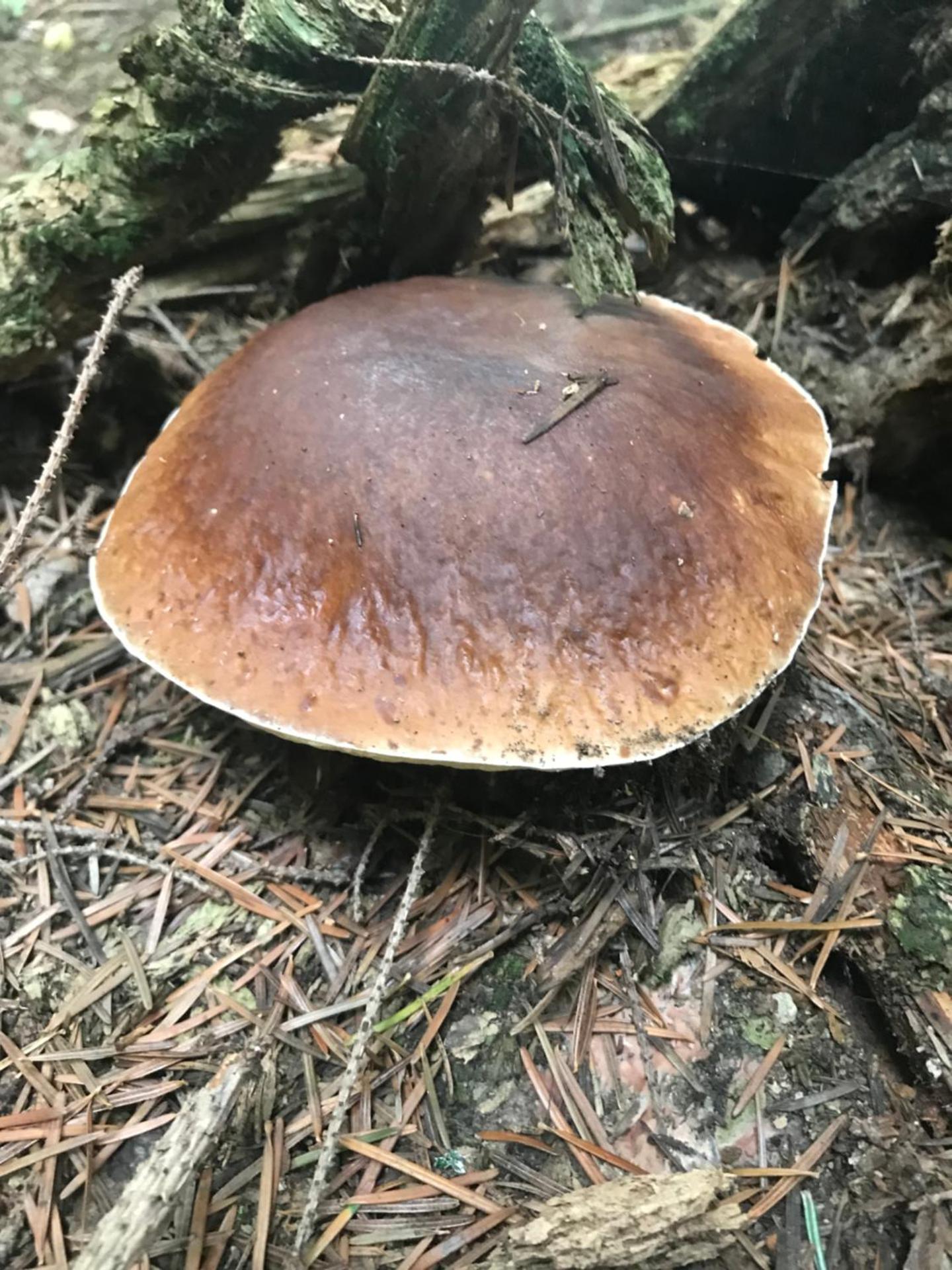 Apartament w Jaworkach - Pod Wysoką