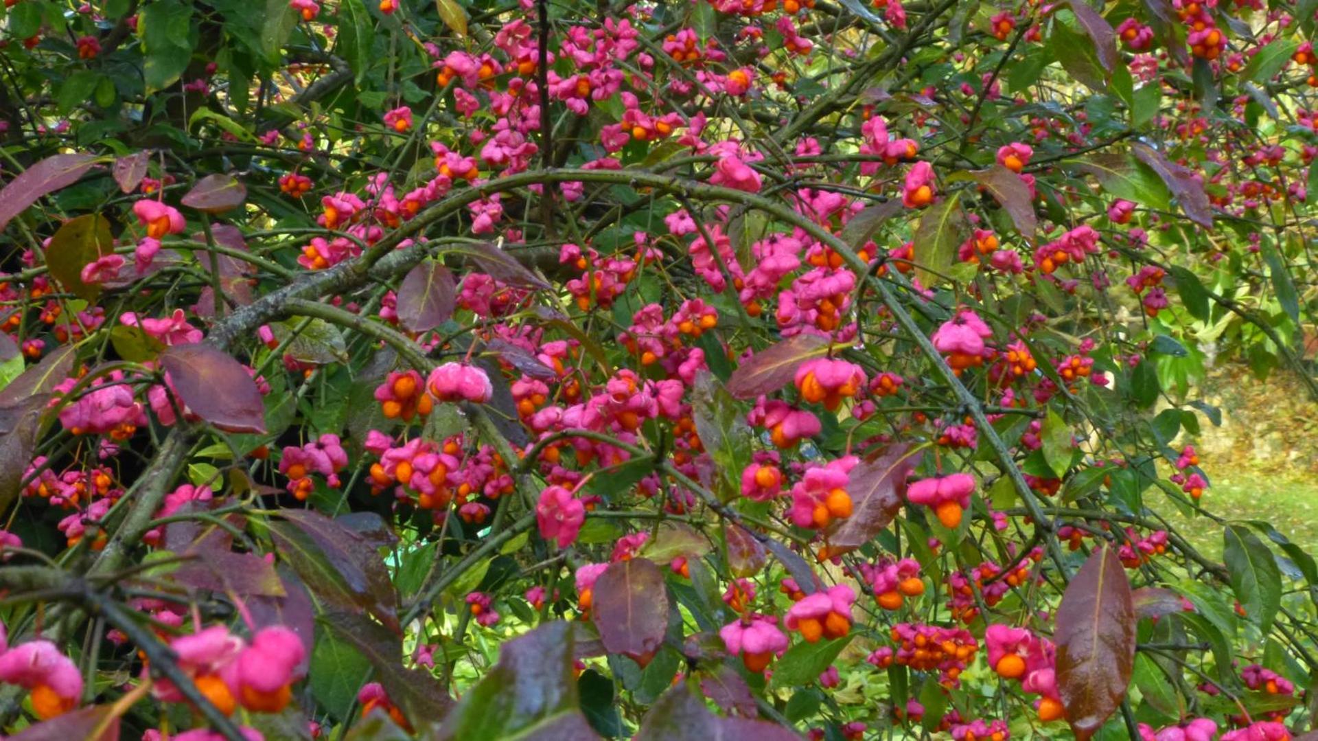 Millygite roulotte - 4 seasons Chalet-on-wheels