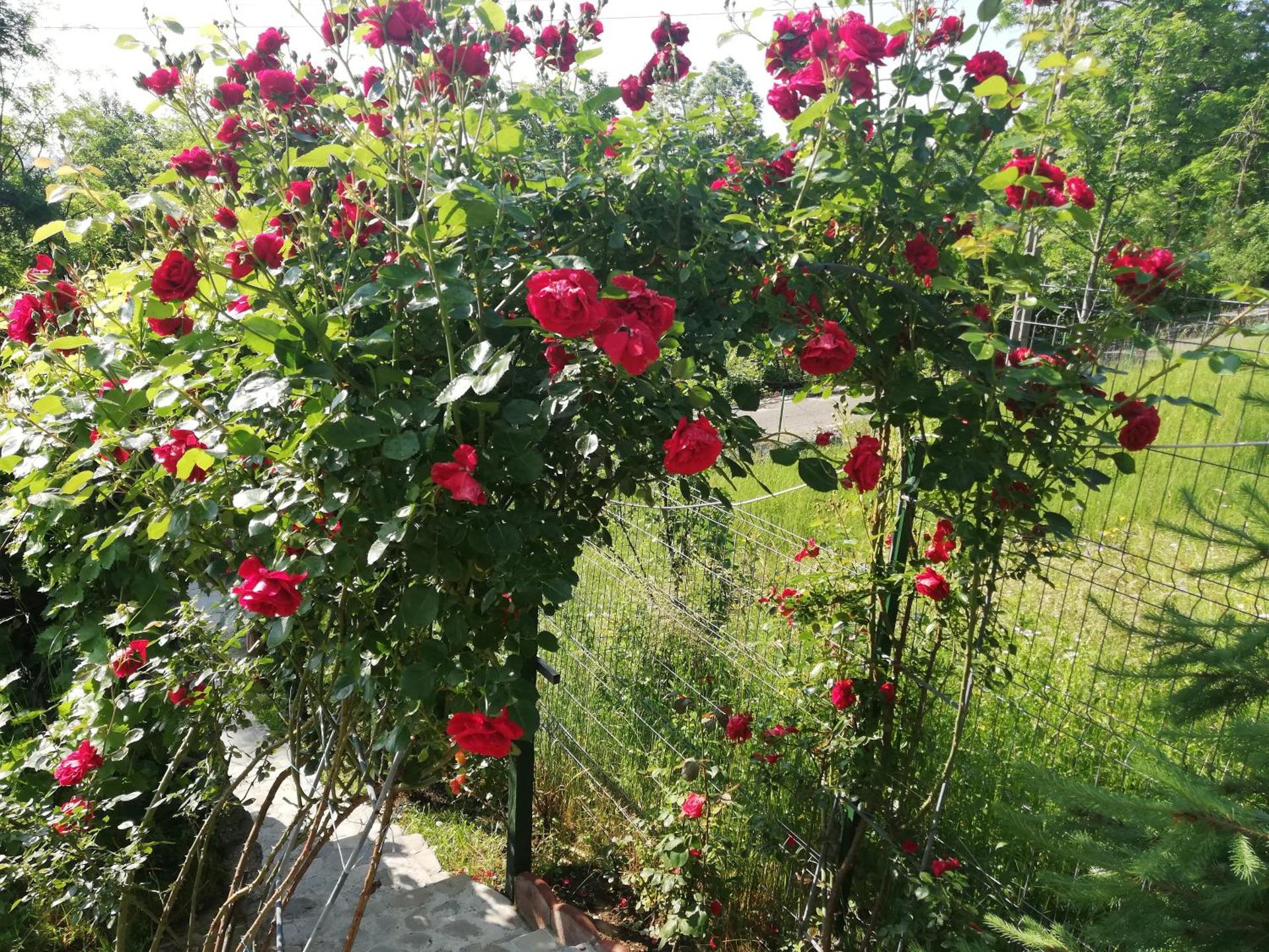 Casuta cu Trandafiri