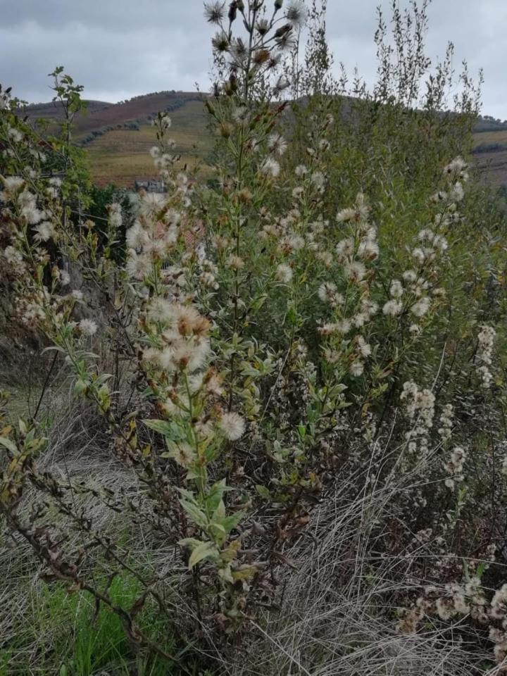 Vale do Rodo Residencial