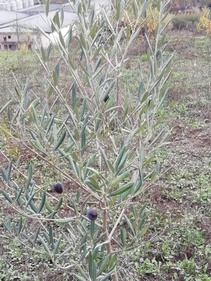 Vale do Rodo Residencial