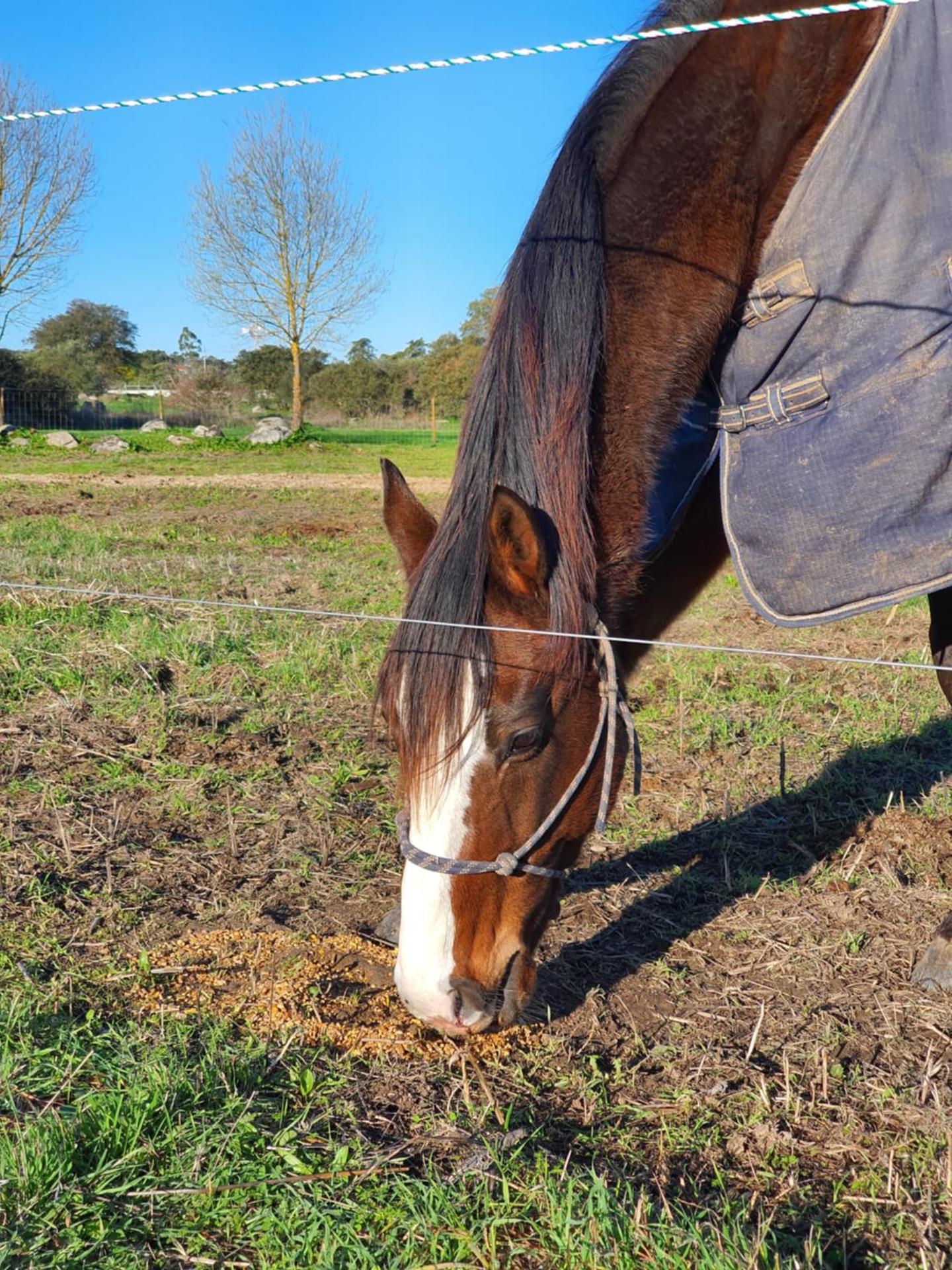 Monte das Cobras - Country House