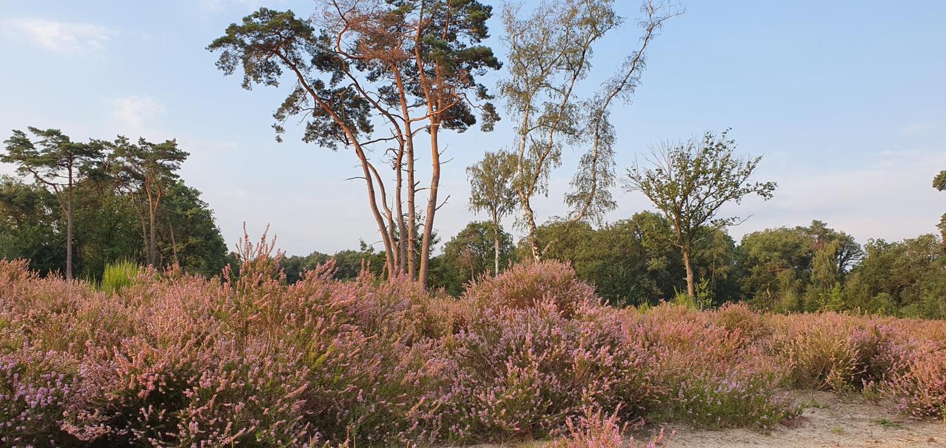 Bed en Breakfast de Olm