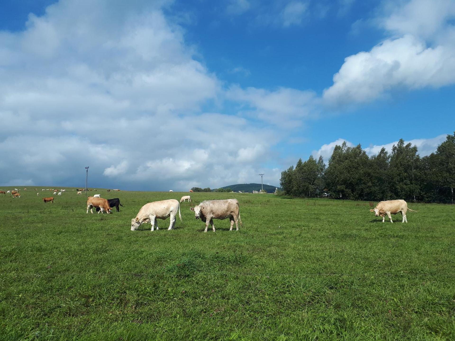 Apartmán Říčky 23