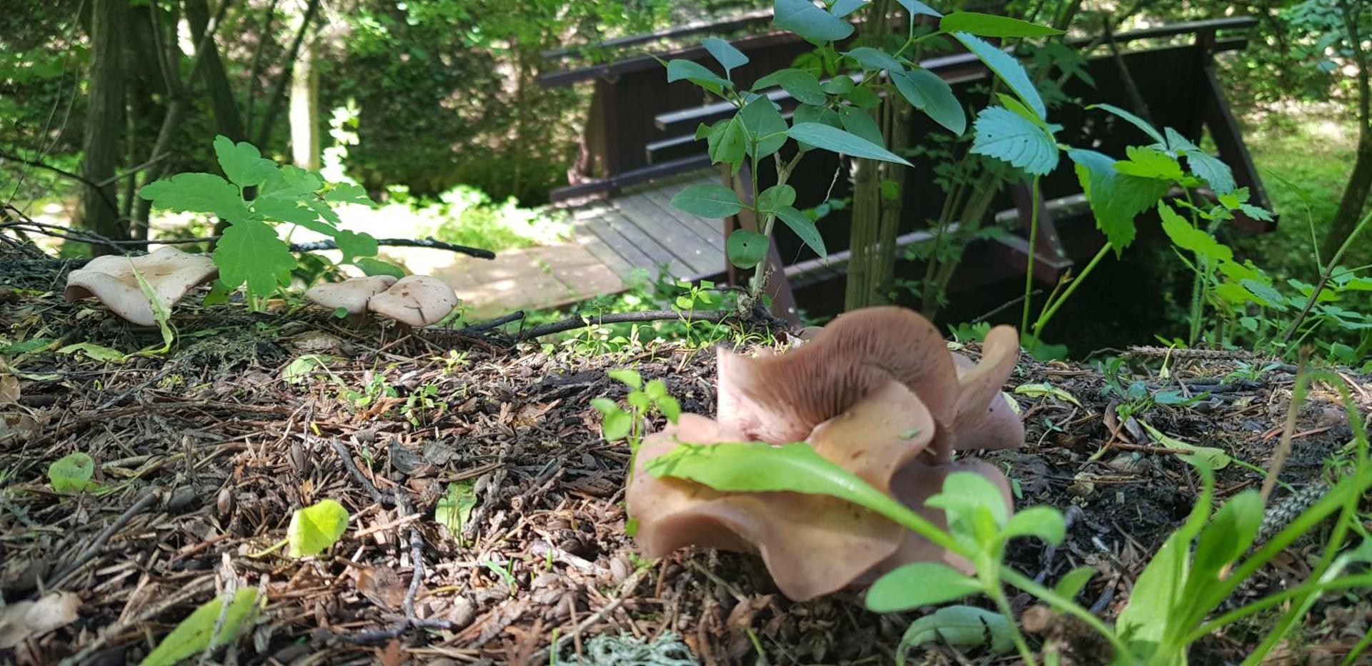 Csodaszarvas Vendégház