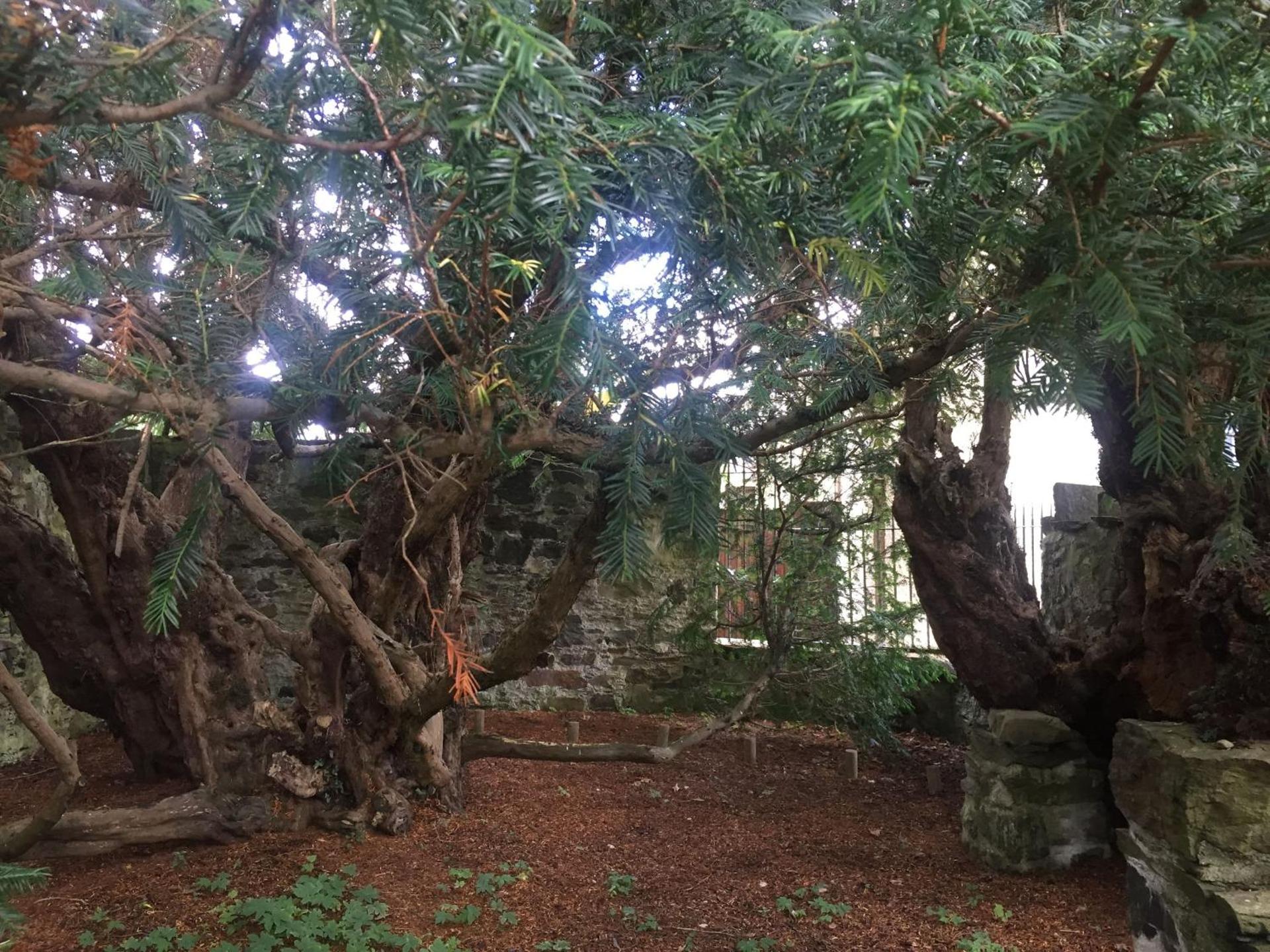 Cosy & compact Rowan Lodge no4