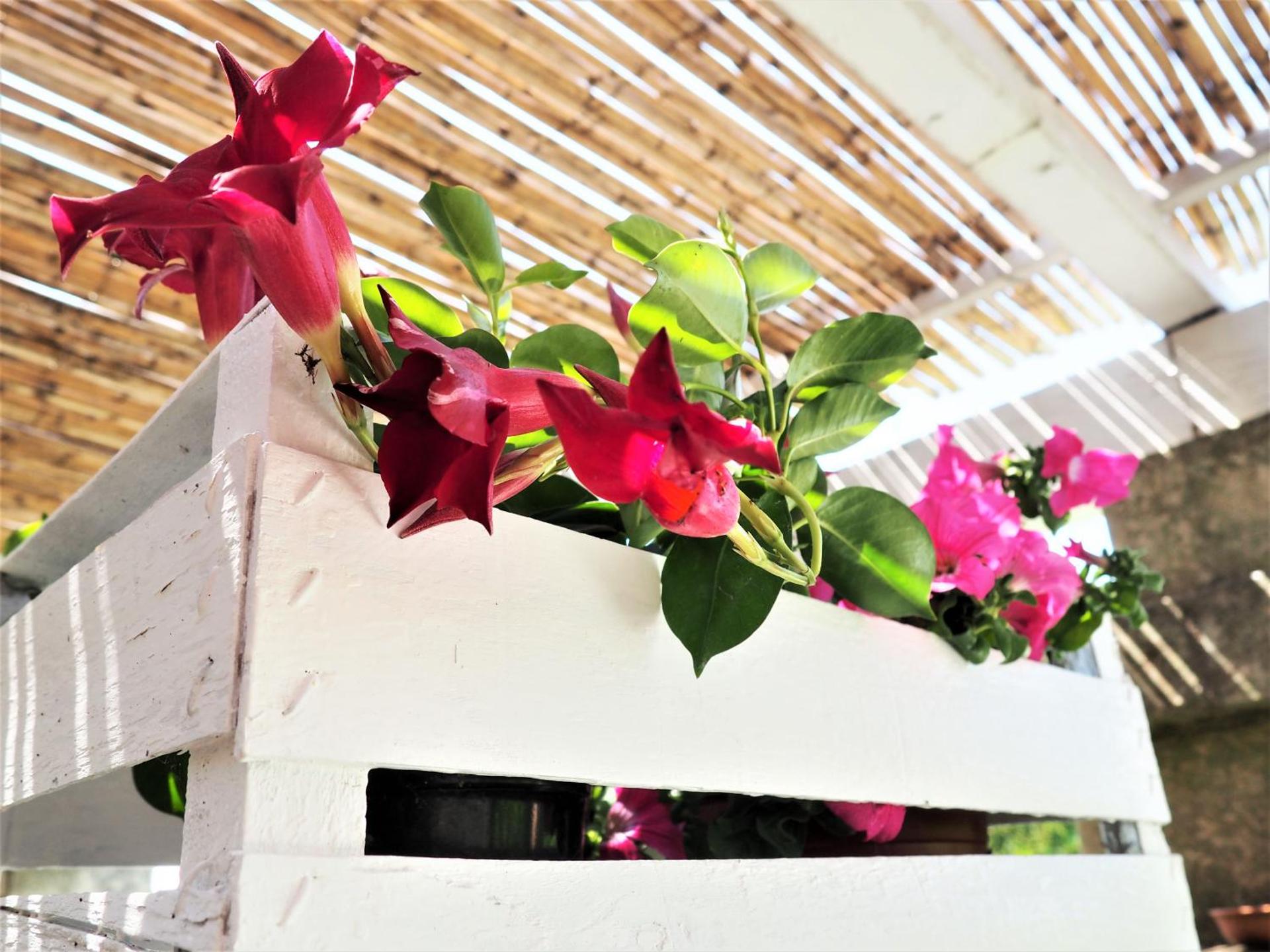 MASSERIA SALENTINA - Esperienza Autentica