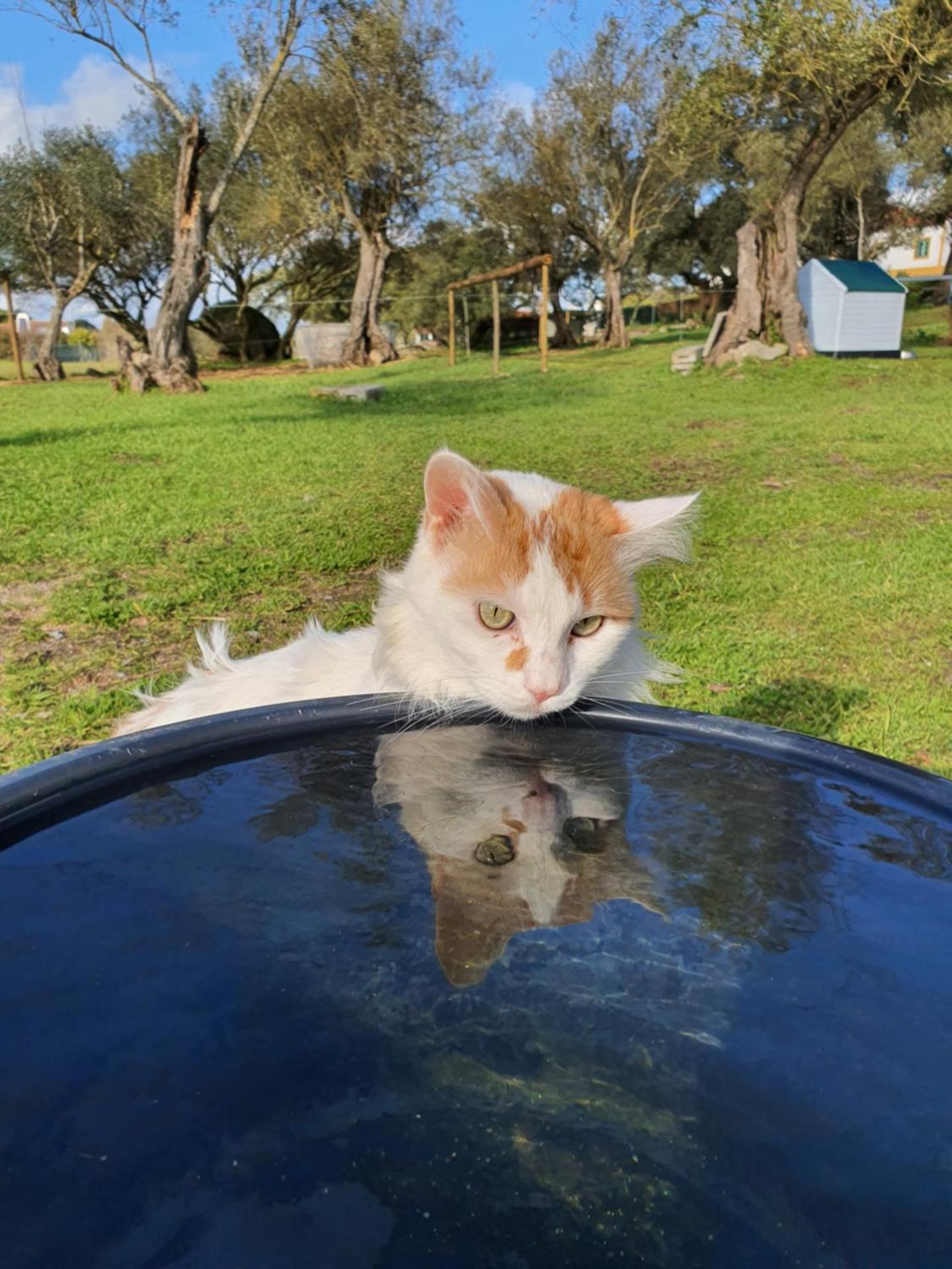 Monte das Cobras - Country House