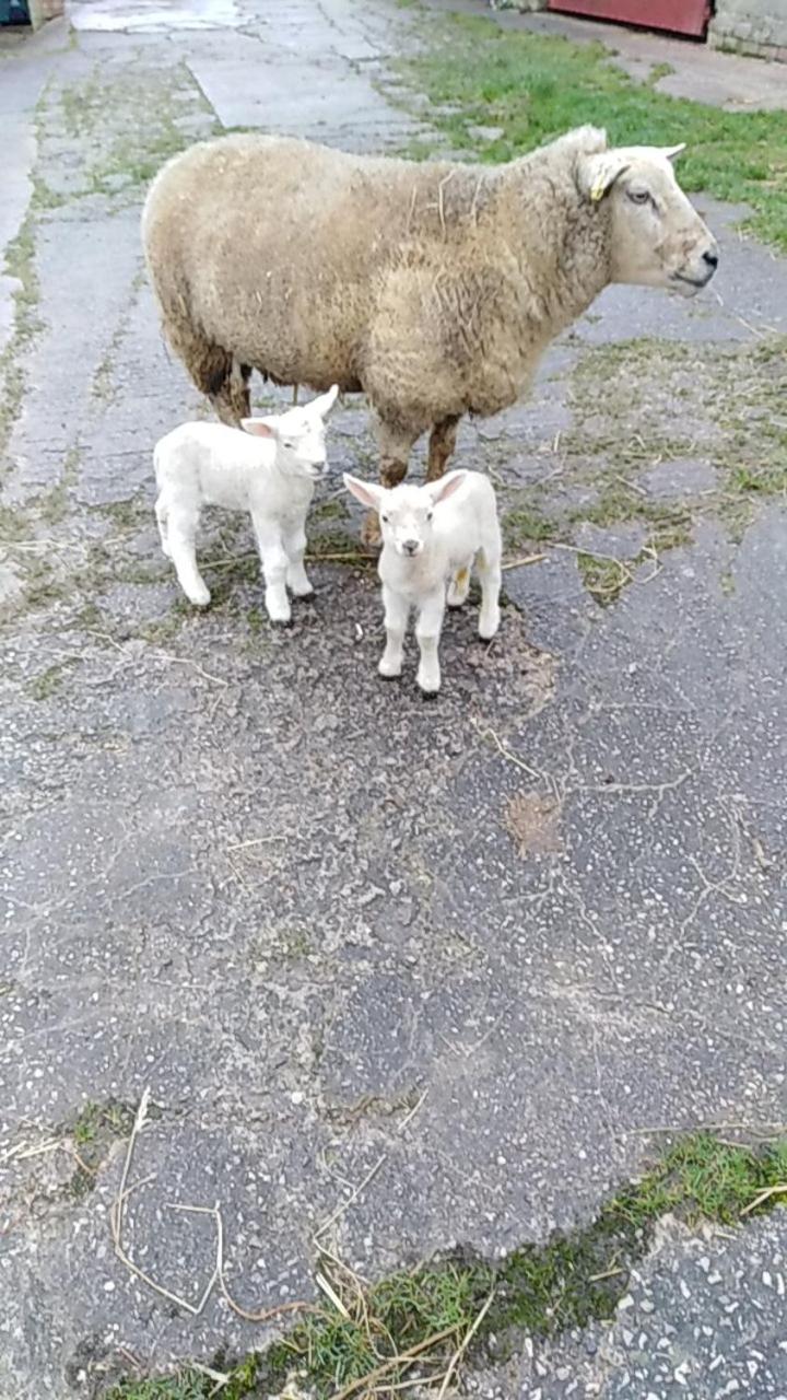 Conwy Pen Cefn Farm Holiday