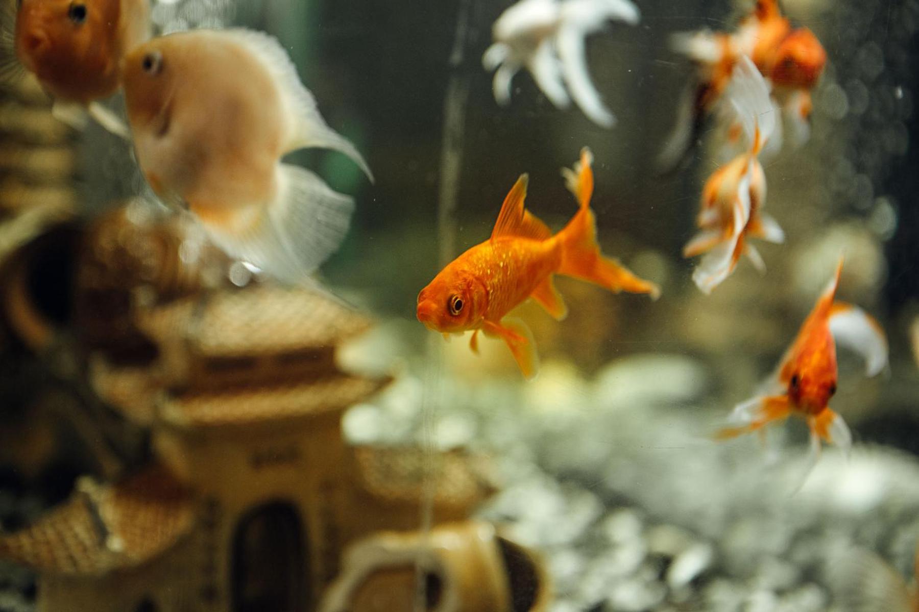 Hotel und Restaurant Golden Village