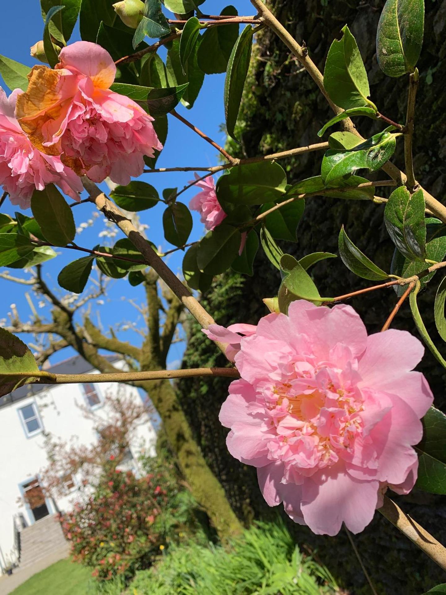 Riverbank House Bed and Breakfast Innishannon