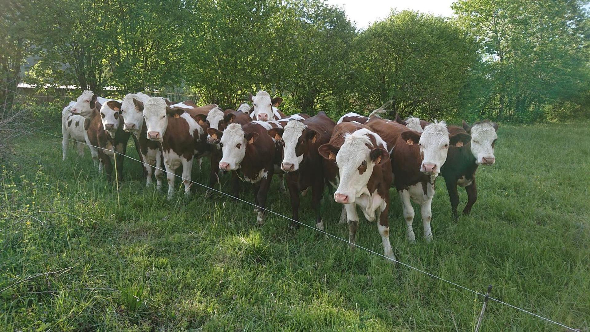 Studio à la campagne au bout du lac d'Annecy
