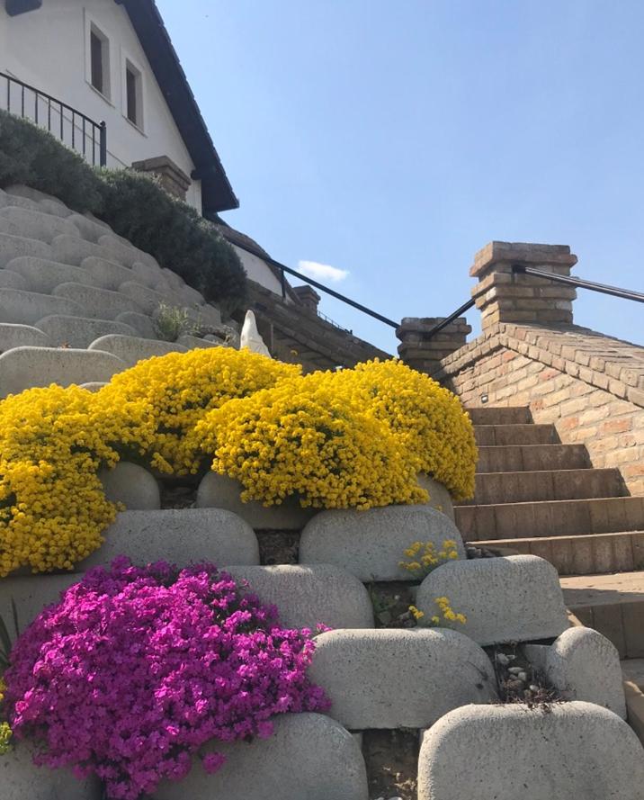 Vass-Villa Vendégház