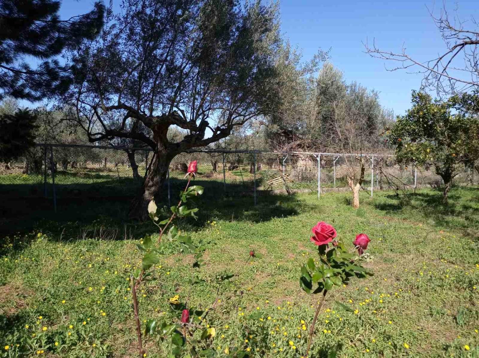 Manousi 1- Ground floor