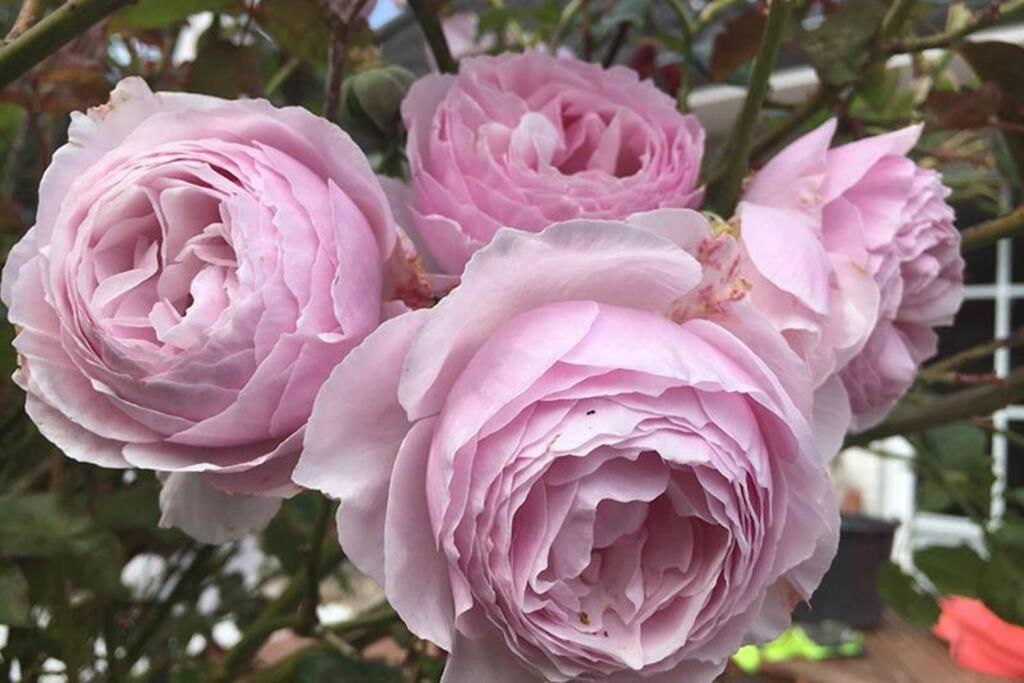 Ferienwohnung Meeresbrise