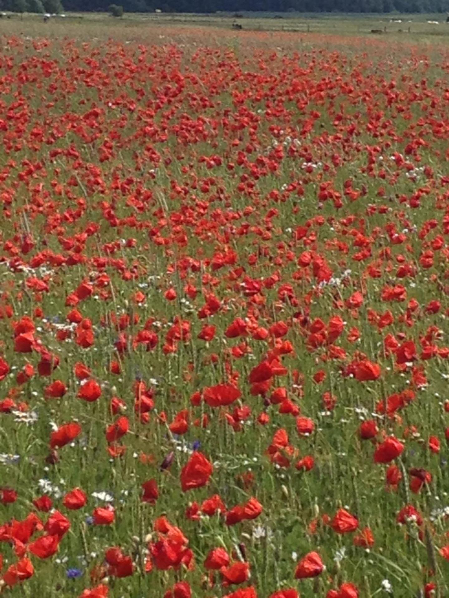 Landhotel zum Honigdieb