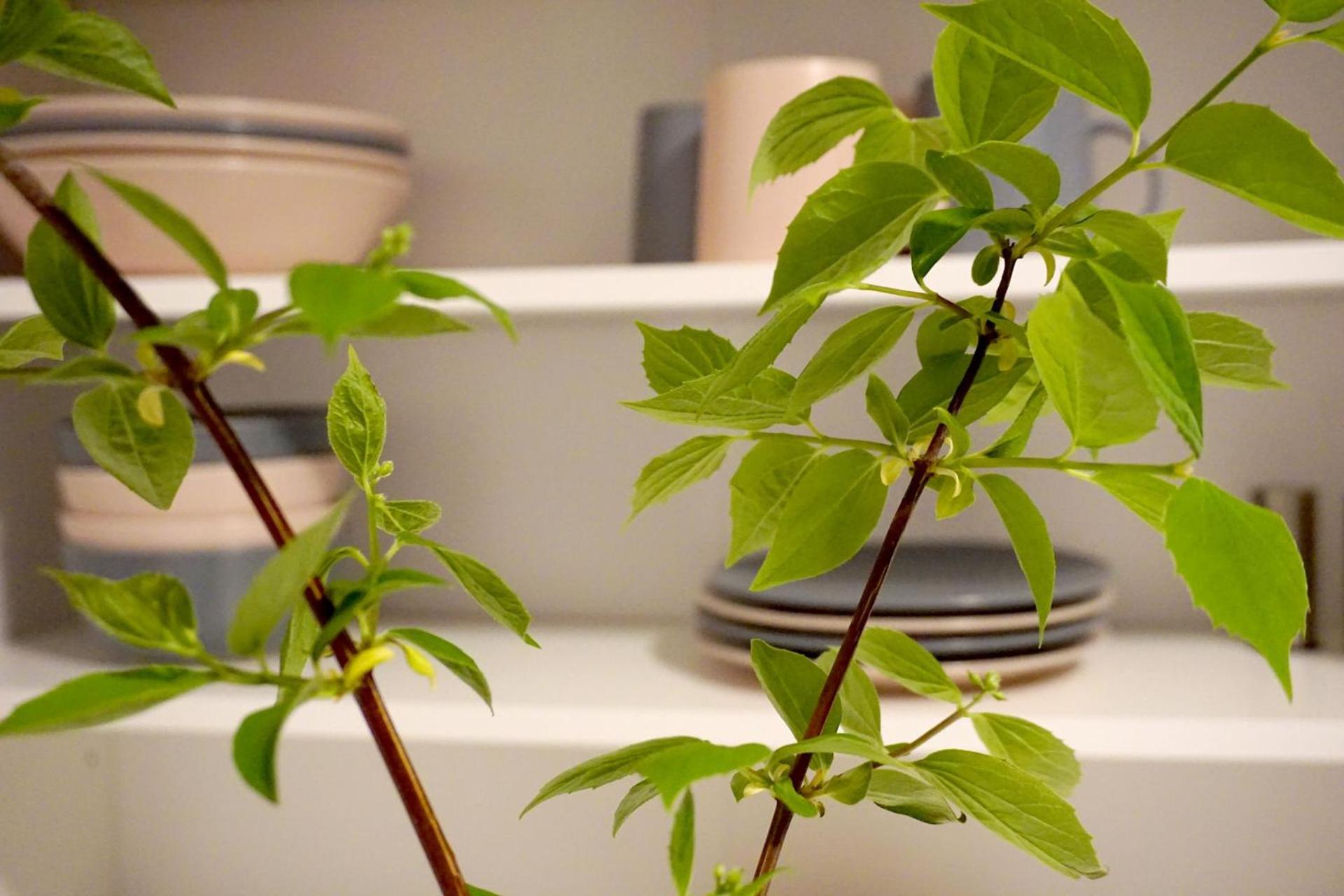 Hotel-Pension Treppengasse Nr 6