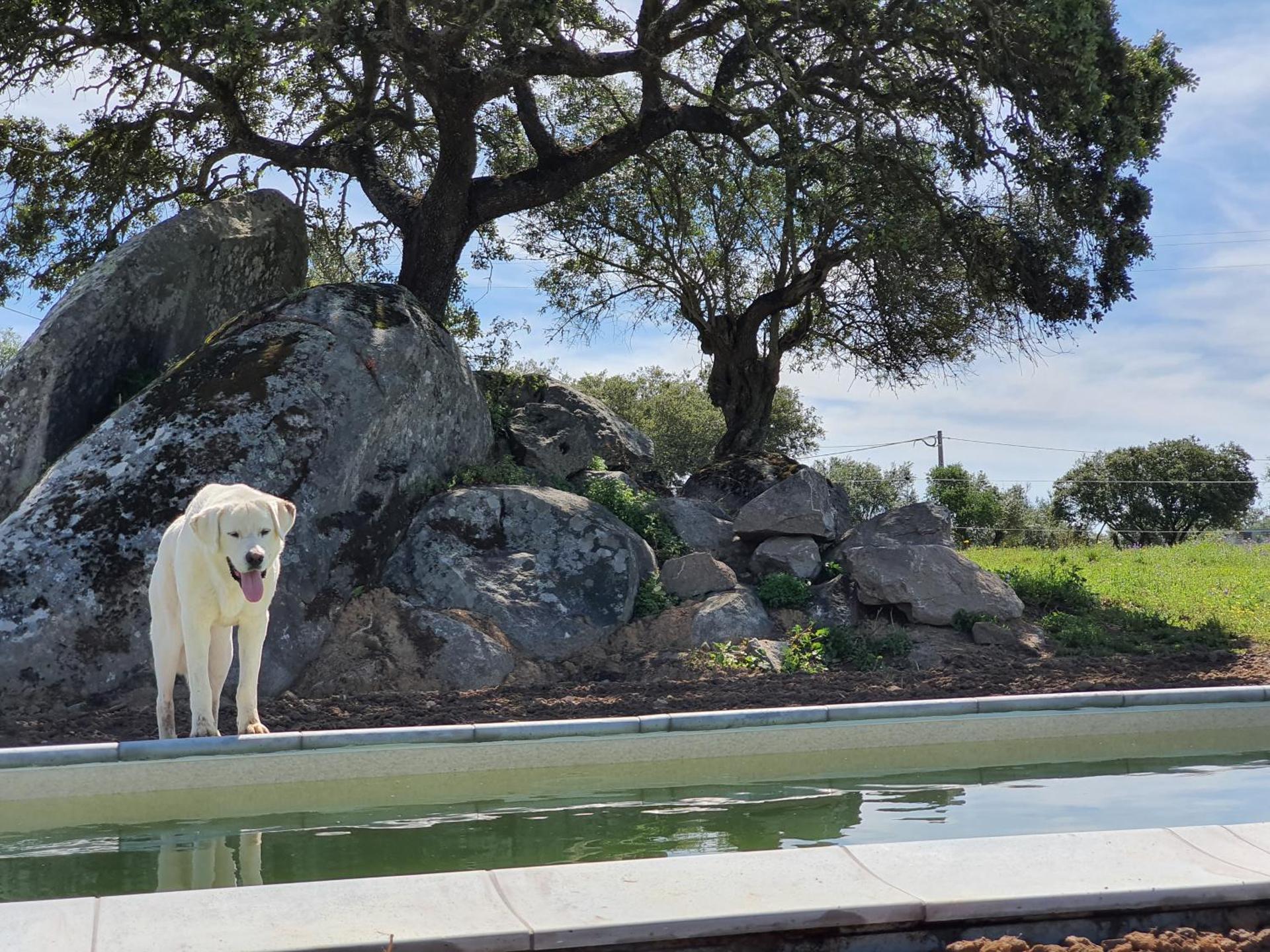 Monte das Cobras - Country House