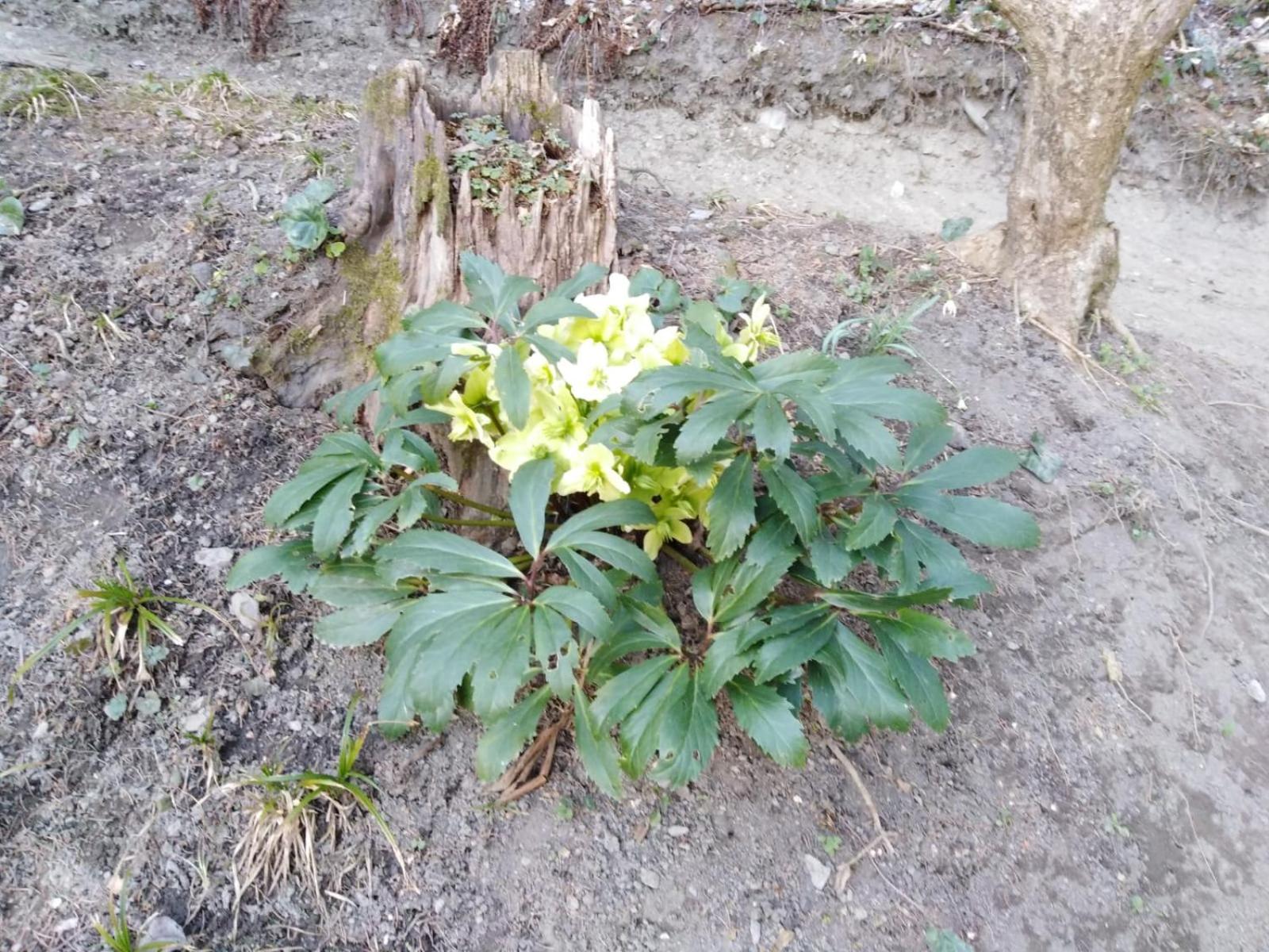 Ferienhaus Bauer Wohnung 2