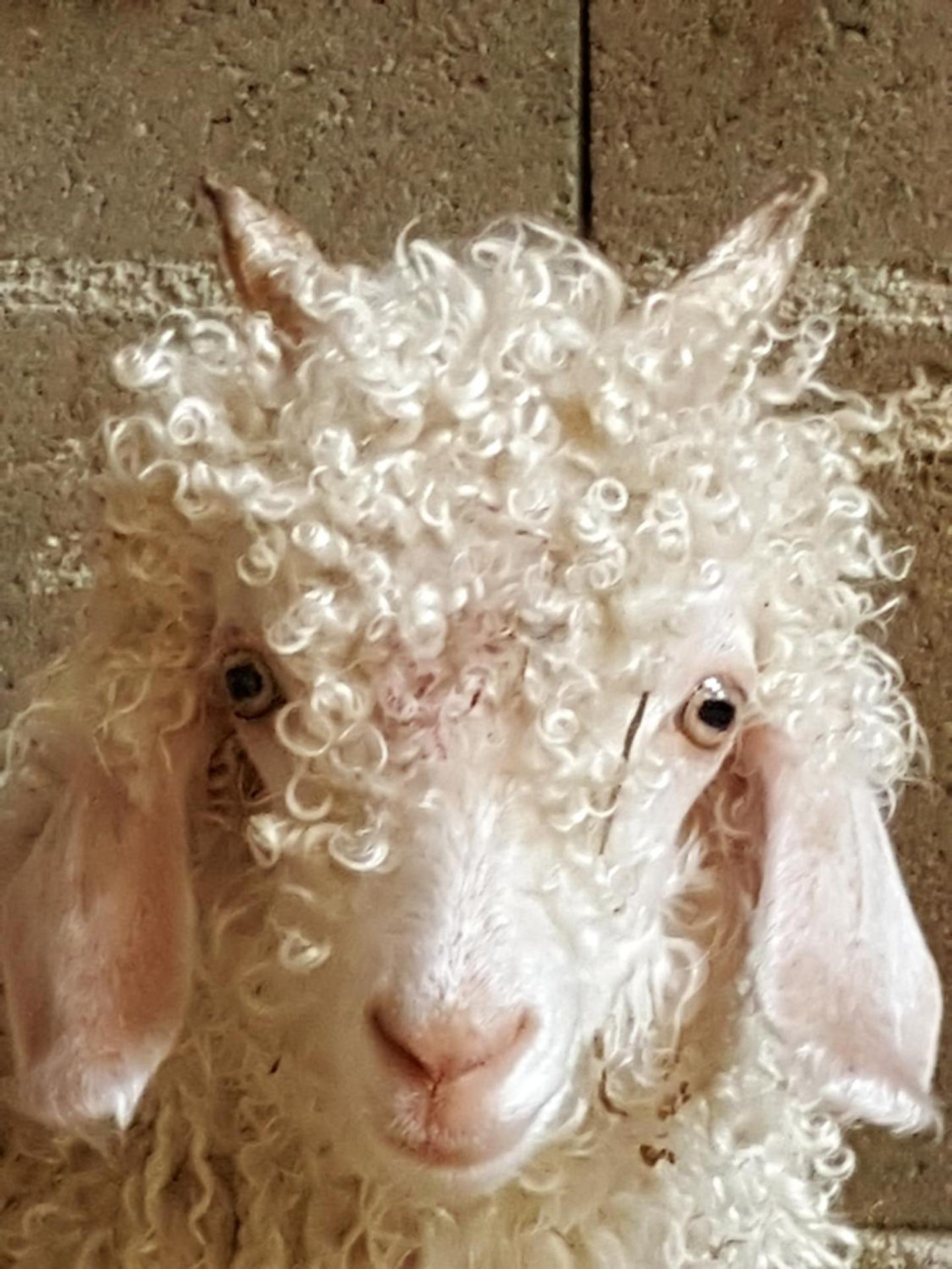 Le Colombier d'Amalthée