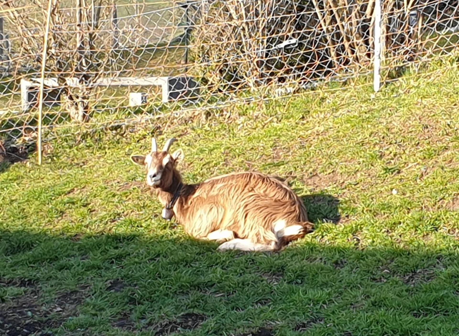 Erlebnisland Grizzlybär