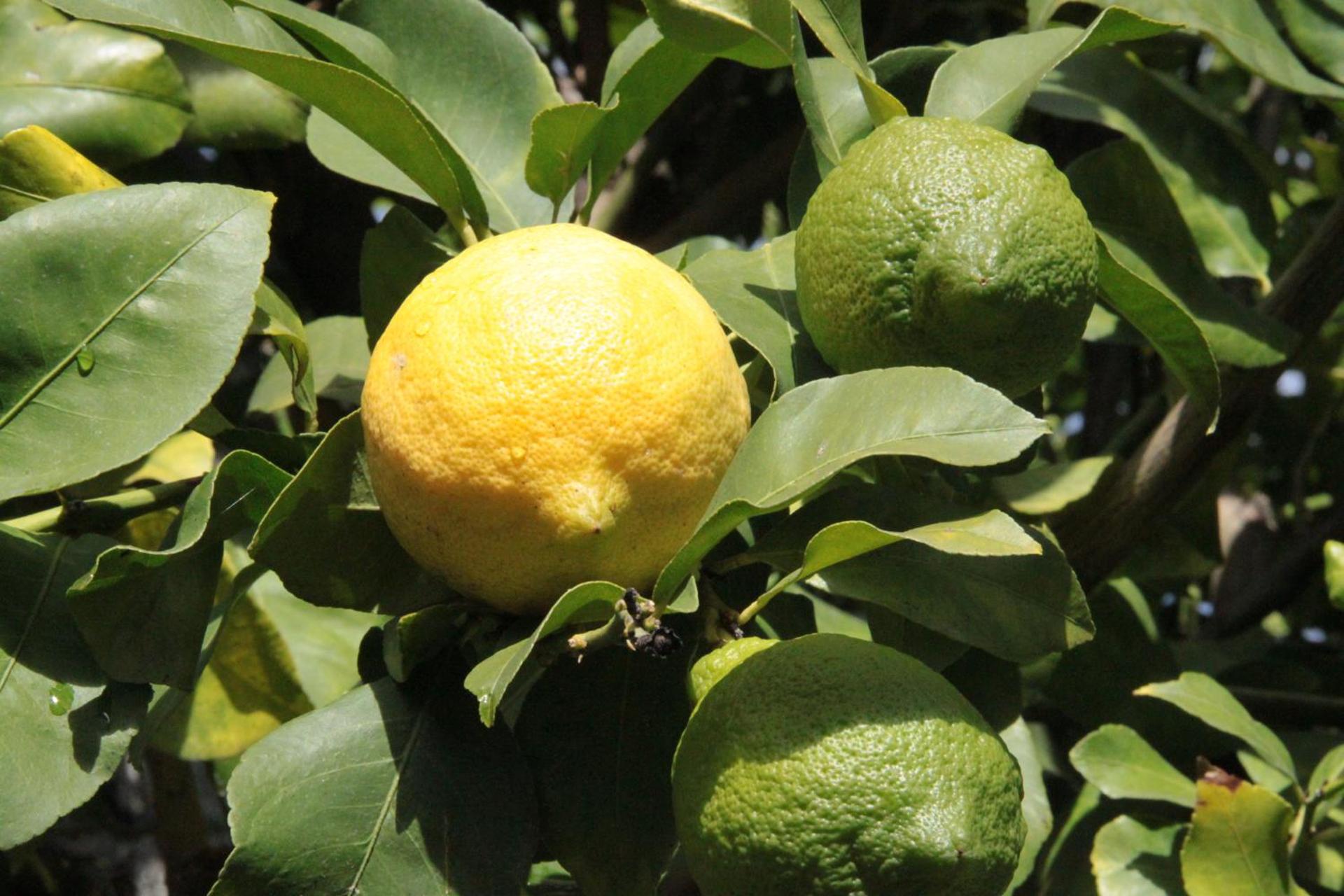 One-Bedroom Duplex Apartment (4 Adults)