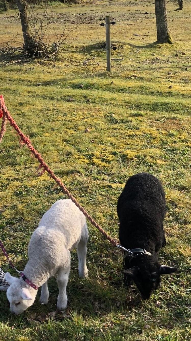 BB-Vadehavet Ferielejlighed til 6 personer ved Nationalpark Vadehavet