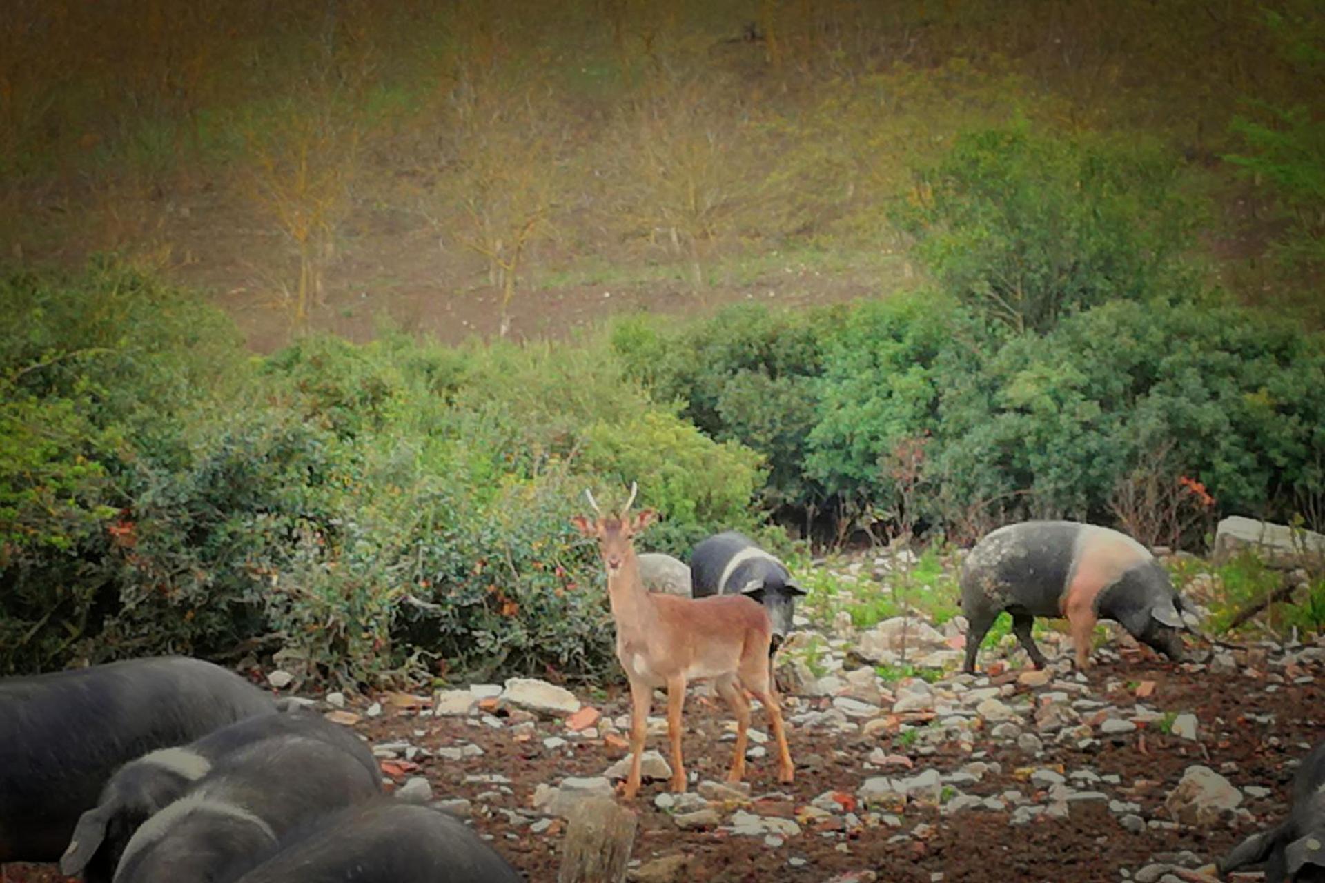 Agriturismo grecinella