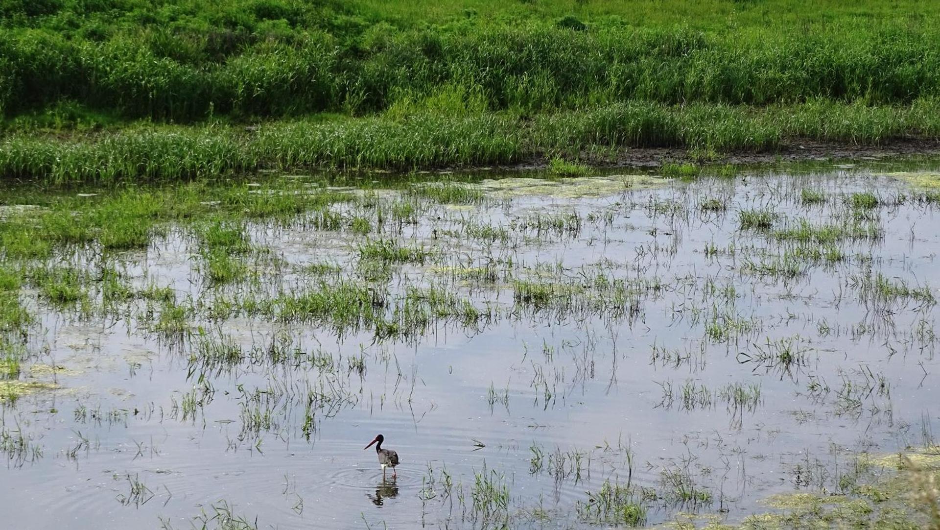 Gästehaus am Elberadweg by Hotel Alte Fischerkate