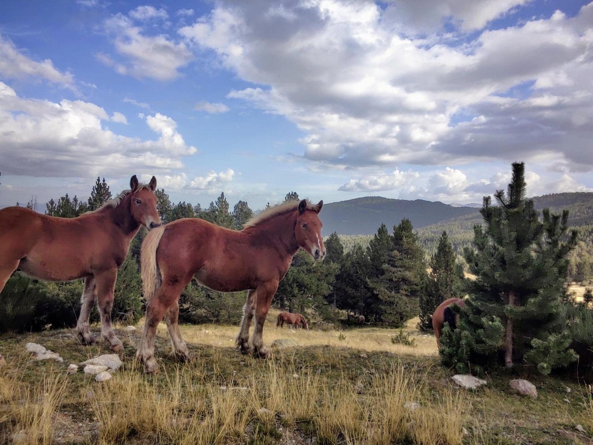 Hostal Pas De La Pera