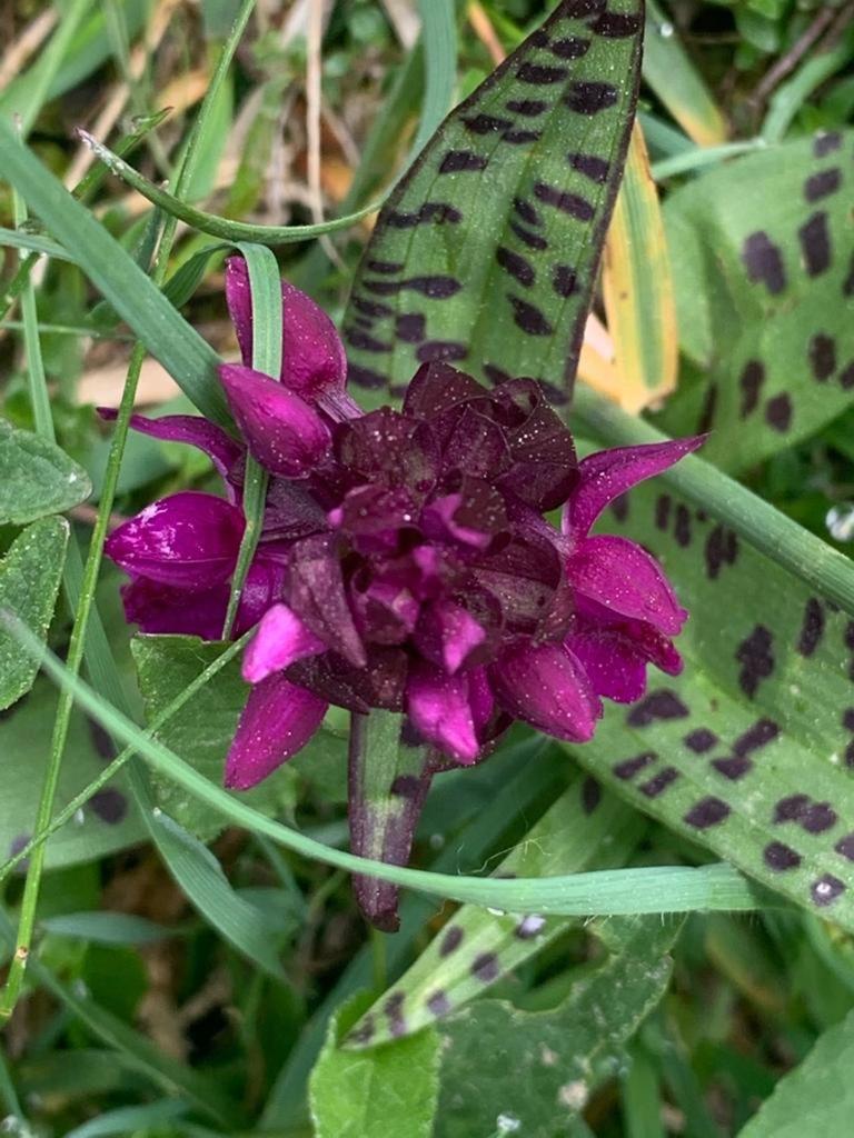 El Estacho de Panticosa