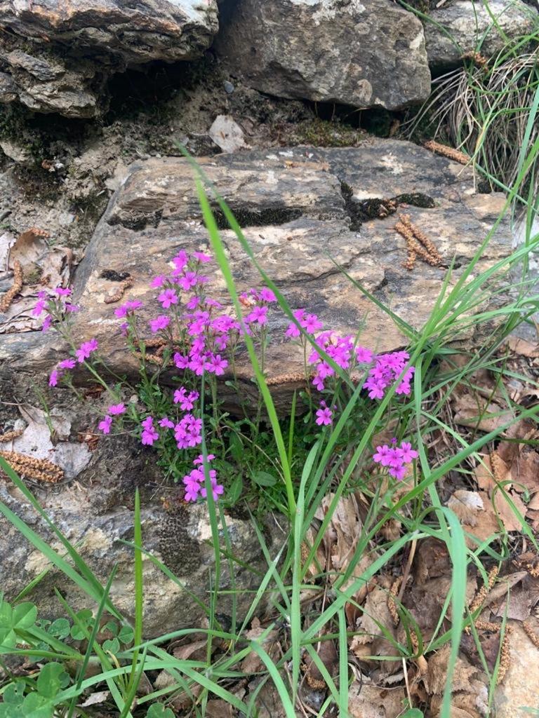 El Estacho de Panticosa