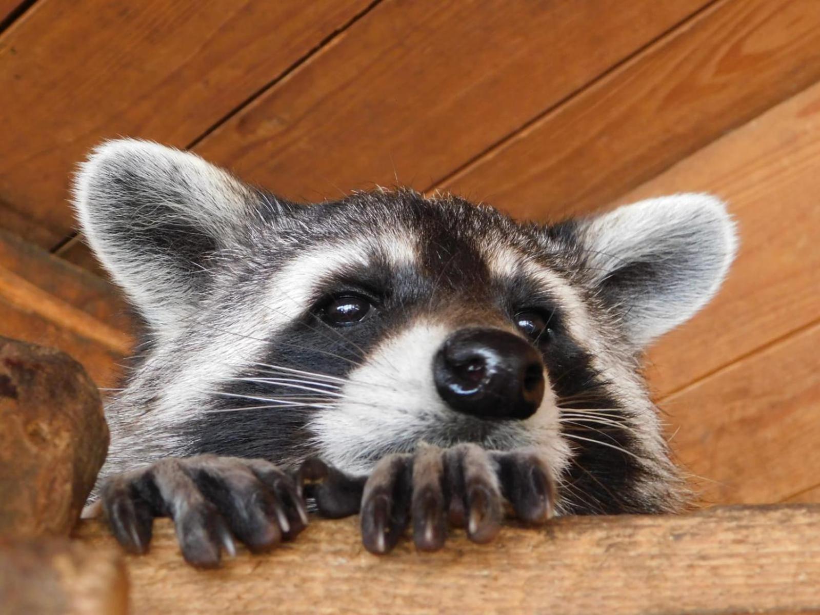 Pension und Bauernhof Petzold