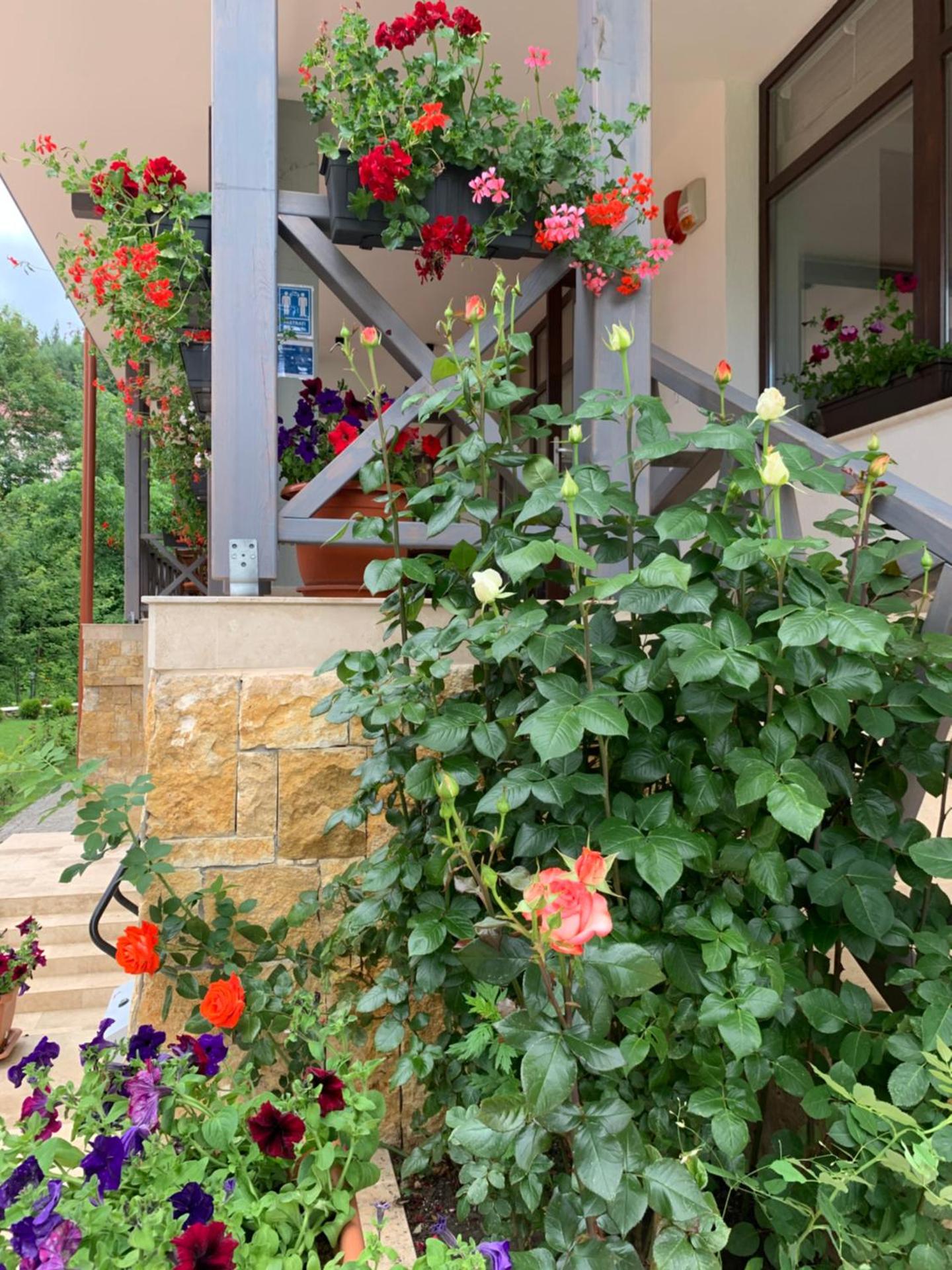 Pensiunea Favorit Ferice